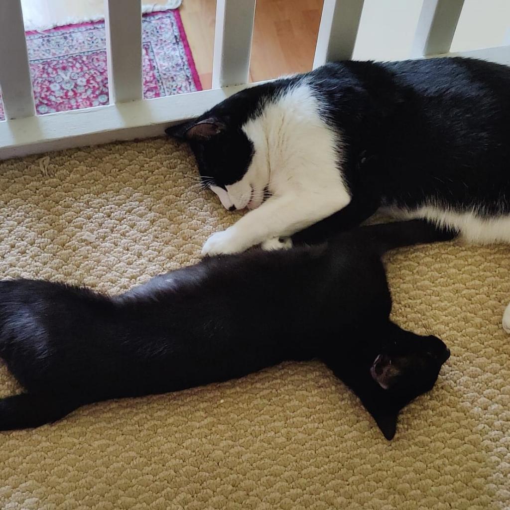 Enlarge Aura, a Adoptable Domestic Short Hair in Fort Lauderdale, FL image 6/6