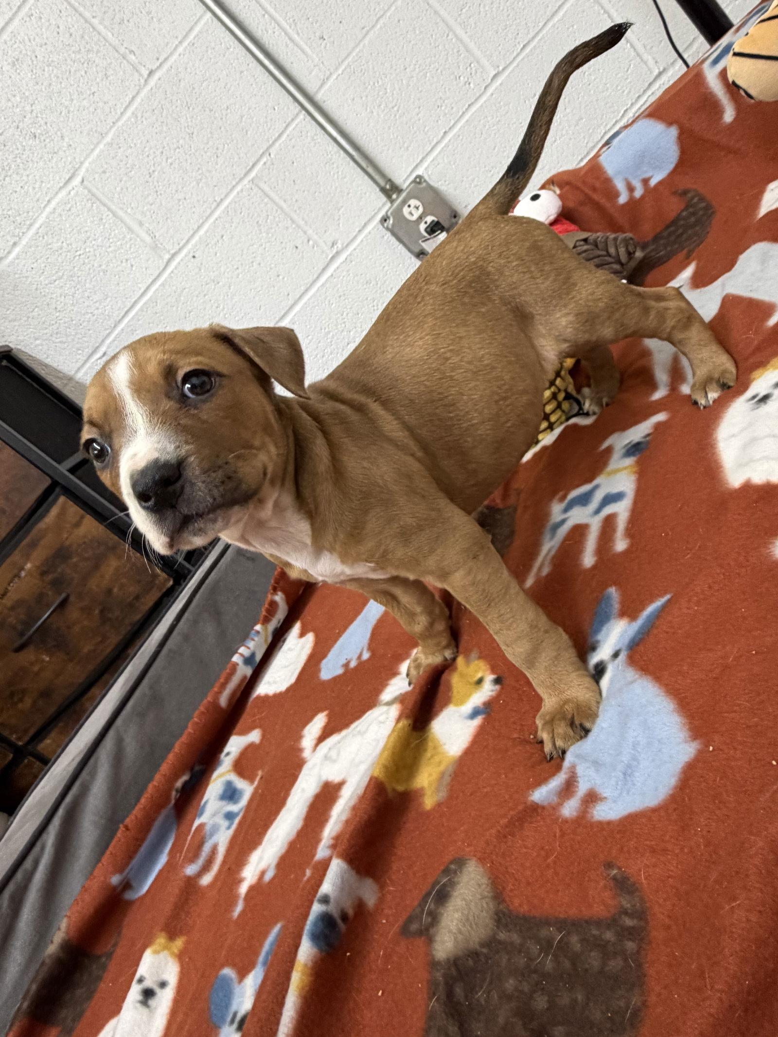 Jasper, Adoptable, Puppy Male Boxer & Labrador Retriever.