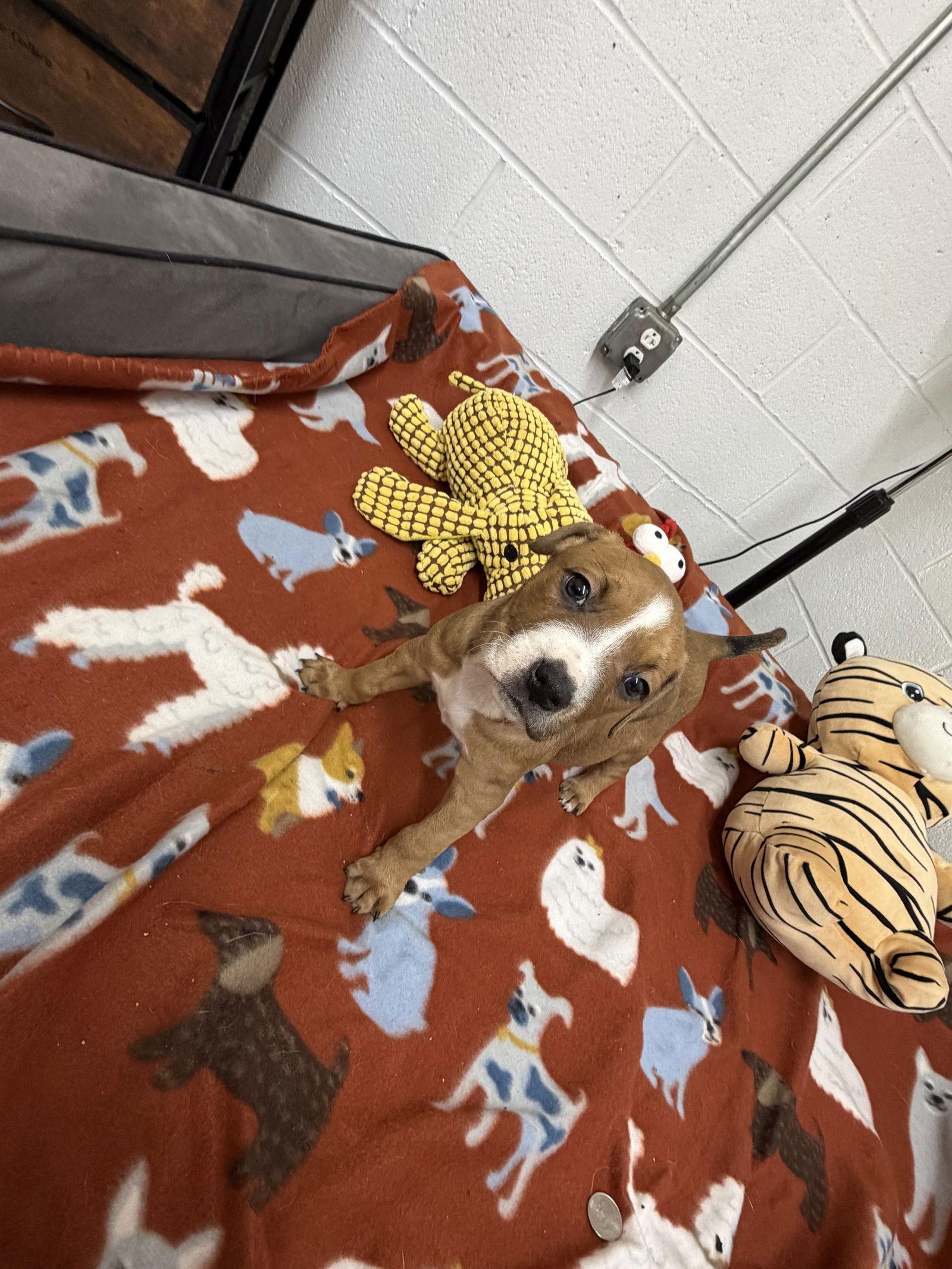 Jasper, a Adoptable mixed breed in York, SC image 2/3