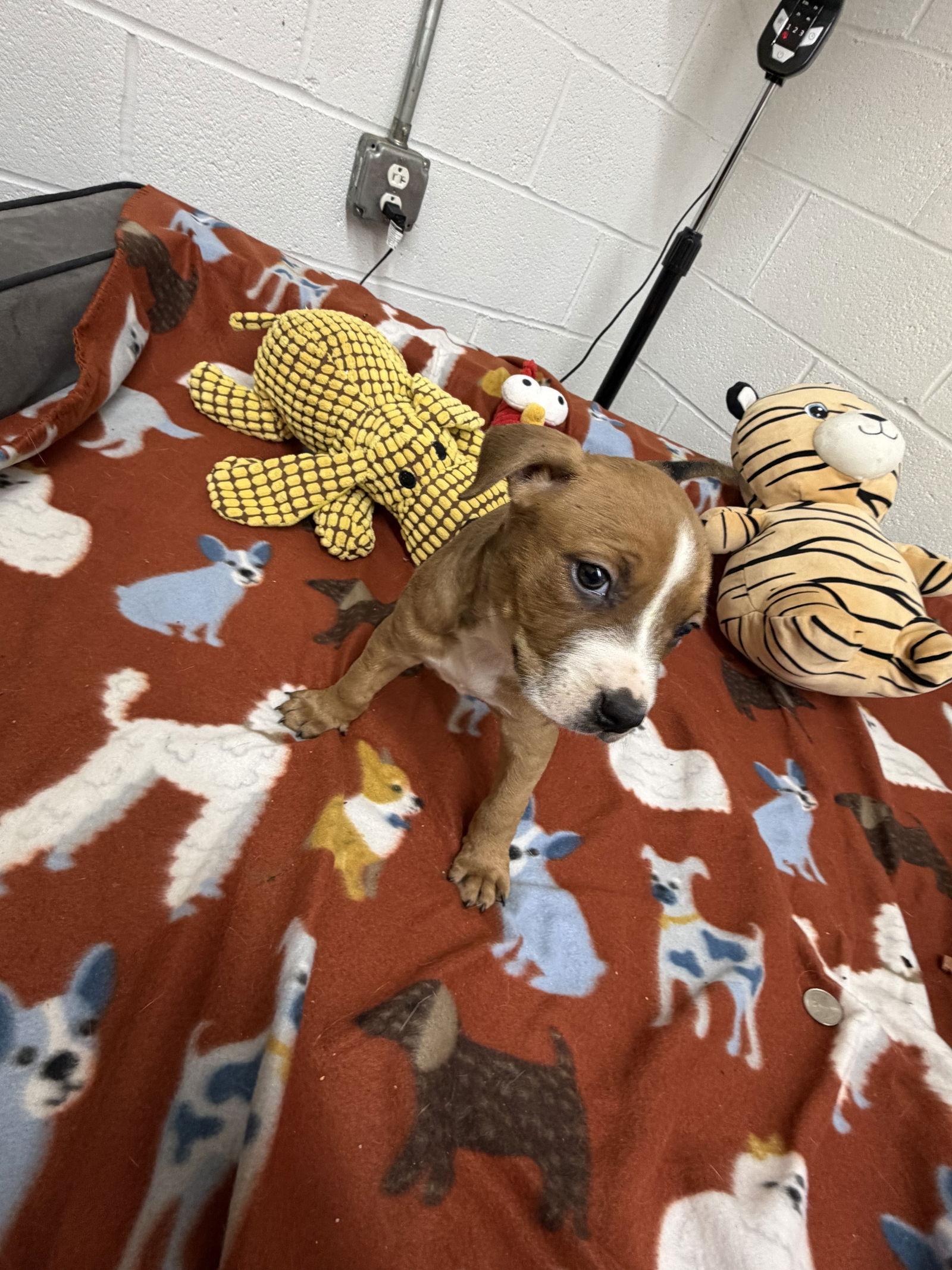 Jasper, a Adoptable mixed breed in York, SC image 3/3