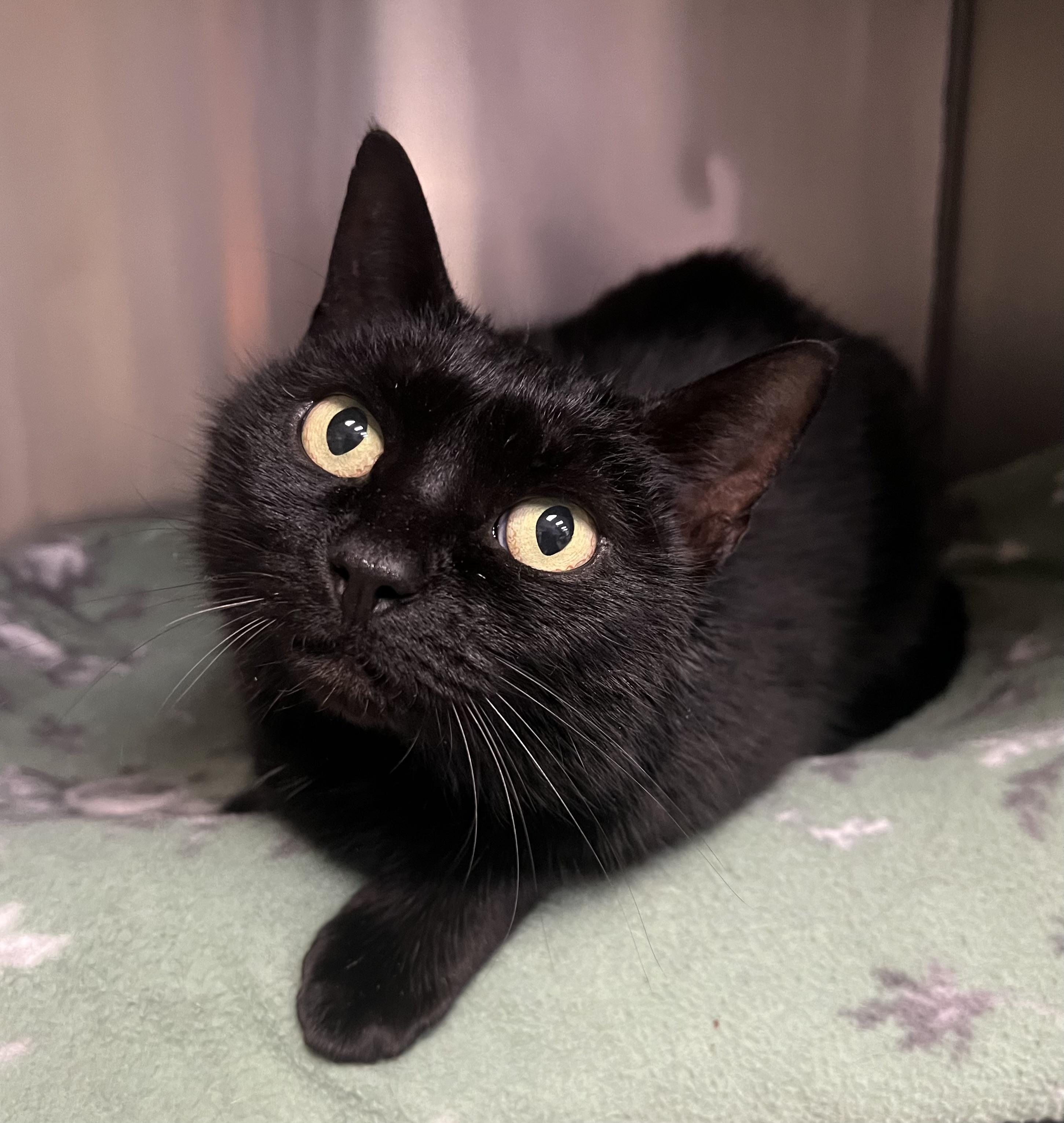 Hannah, an adopted Domestic Short Hair in Johnston, RI image 4/6