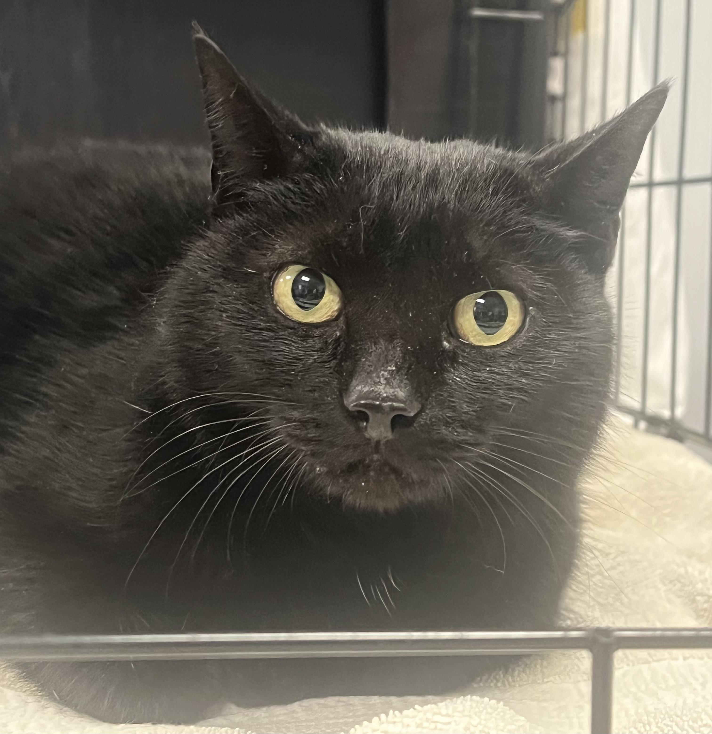 Hannah, adopted, Young Female Domestic Short Hair.