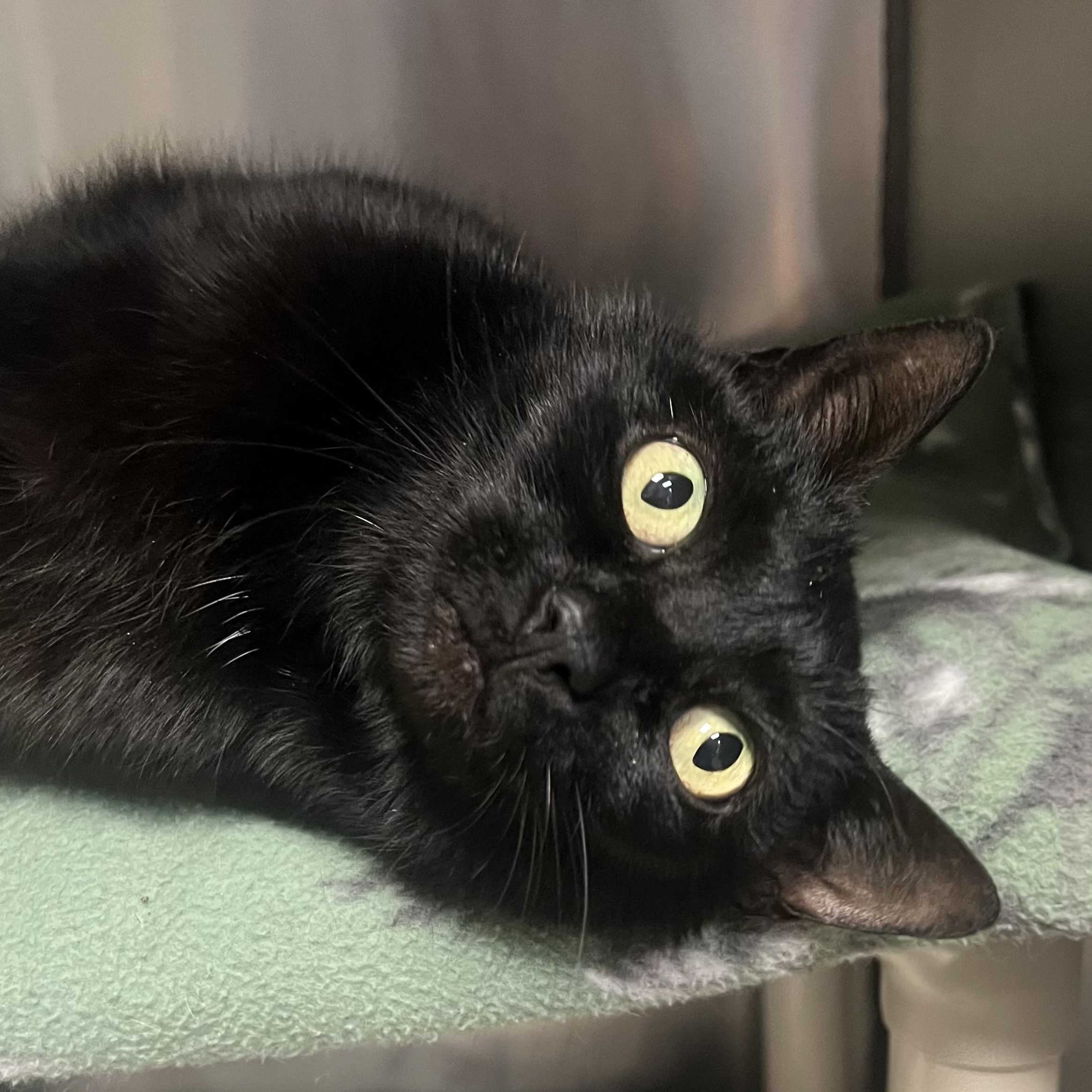 Hannah, an adopted Domestic Short Hair in Johnston, RI image 5/6