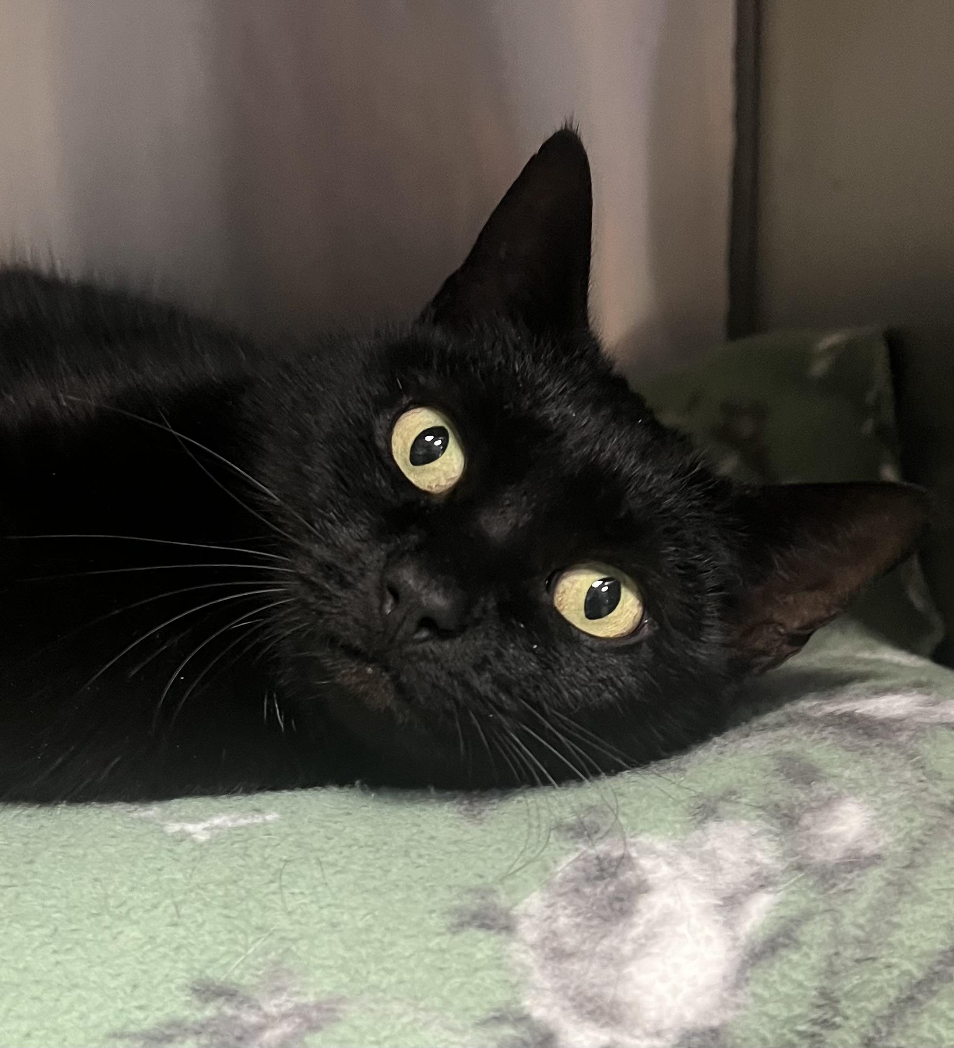 Hannah, an adopted Domestic Short Hair in Johnston, RI image 3/6