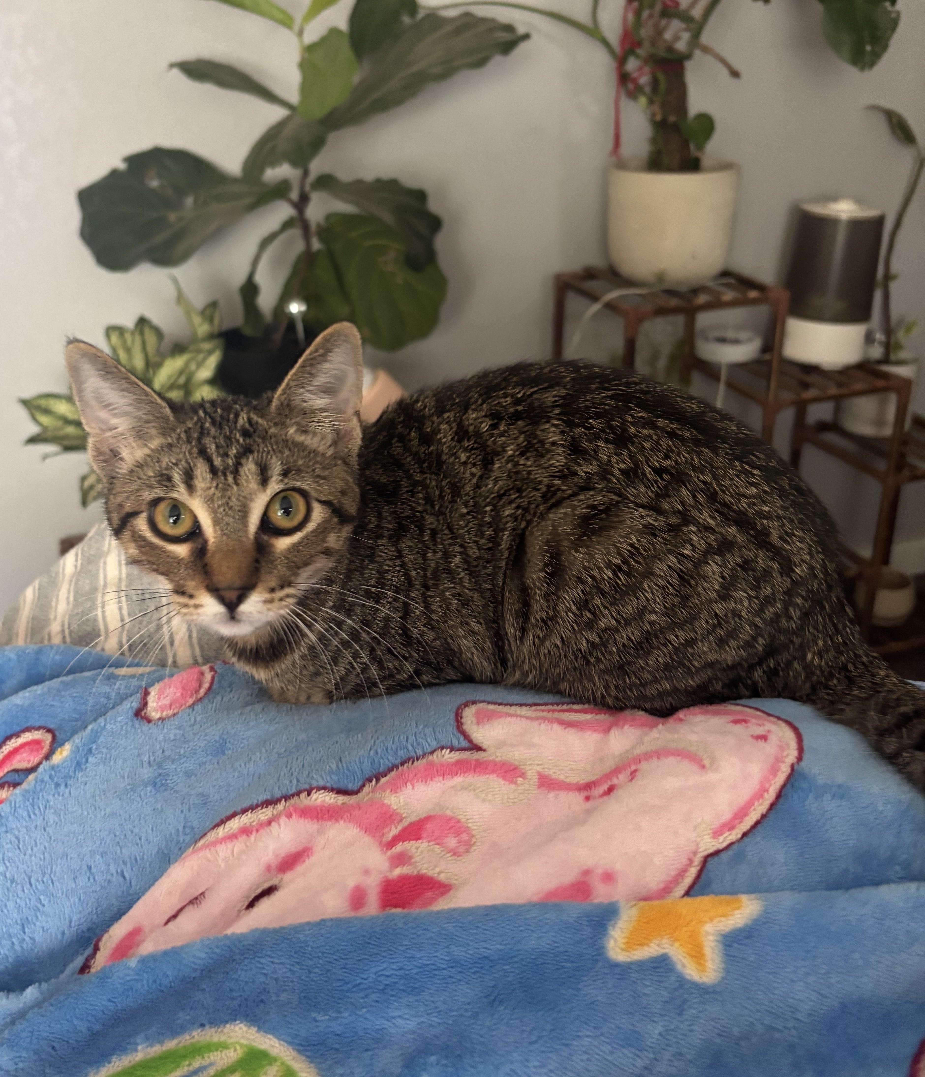 Enlarge Bobby, a ADOPTABLE Domestic Short Hair in Denver, CO image 3/3