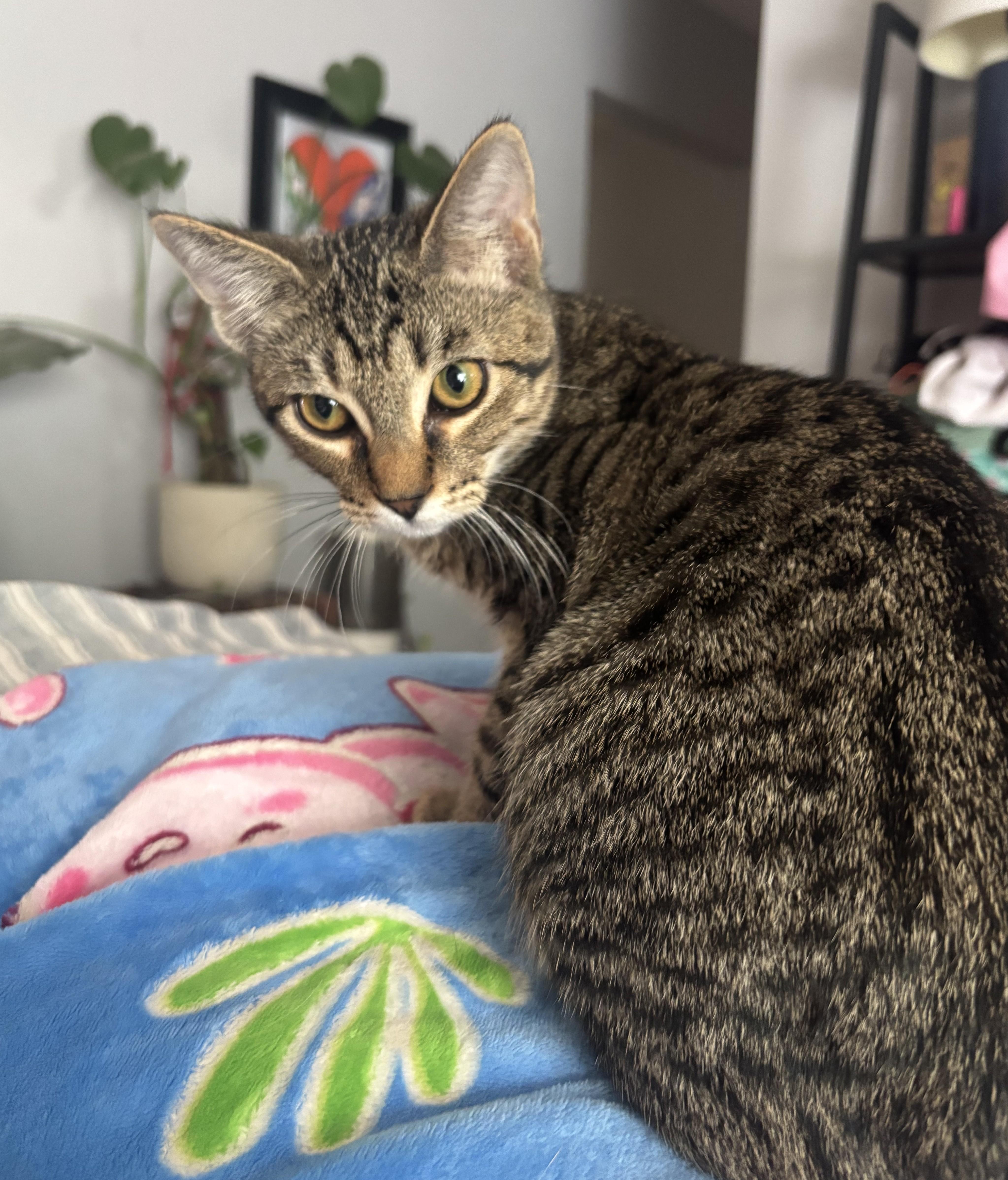 Enlarge Bobby, a ADOPTABLE Domestic Short Hair in Denver, CO image 1/3