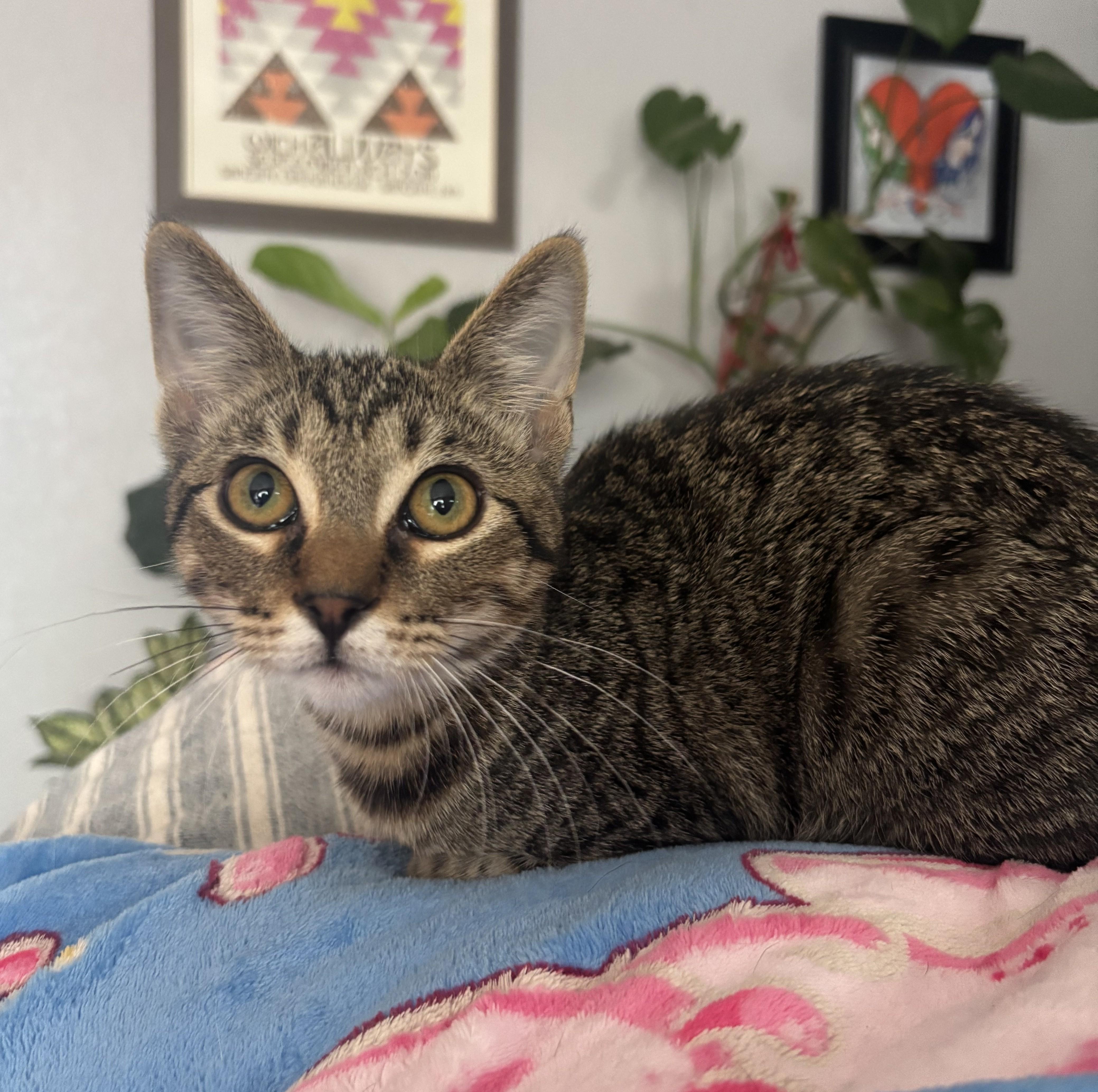 Enlarge Bobby, a ADOPTABLE Domestic Short Hair in Denver, CO image 2/3