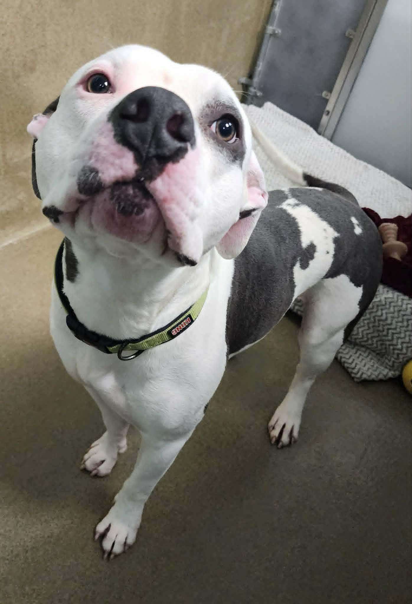 Enlarge BUBBA, a ADOPTABLE Pit Bull Terrier in Manassas, VA image 2/4