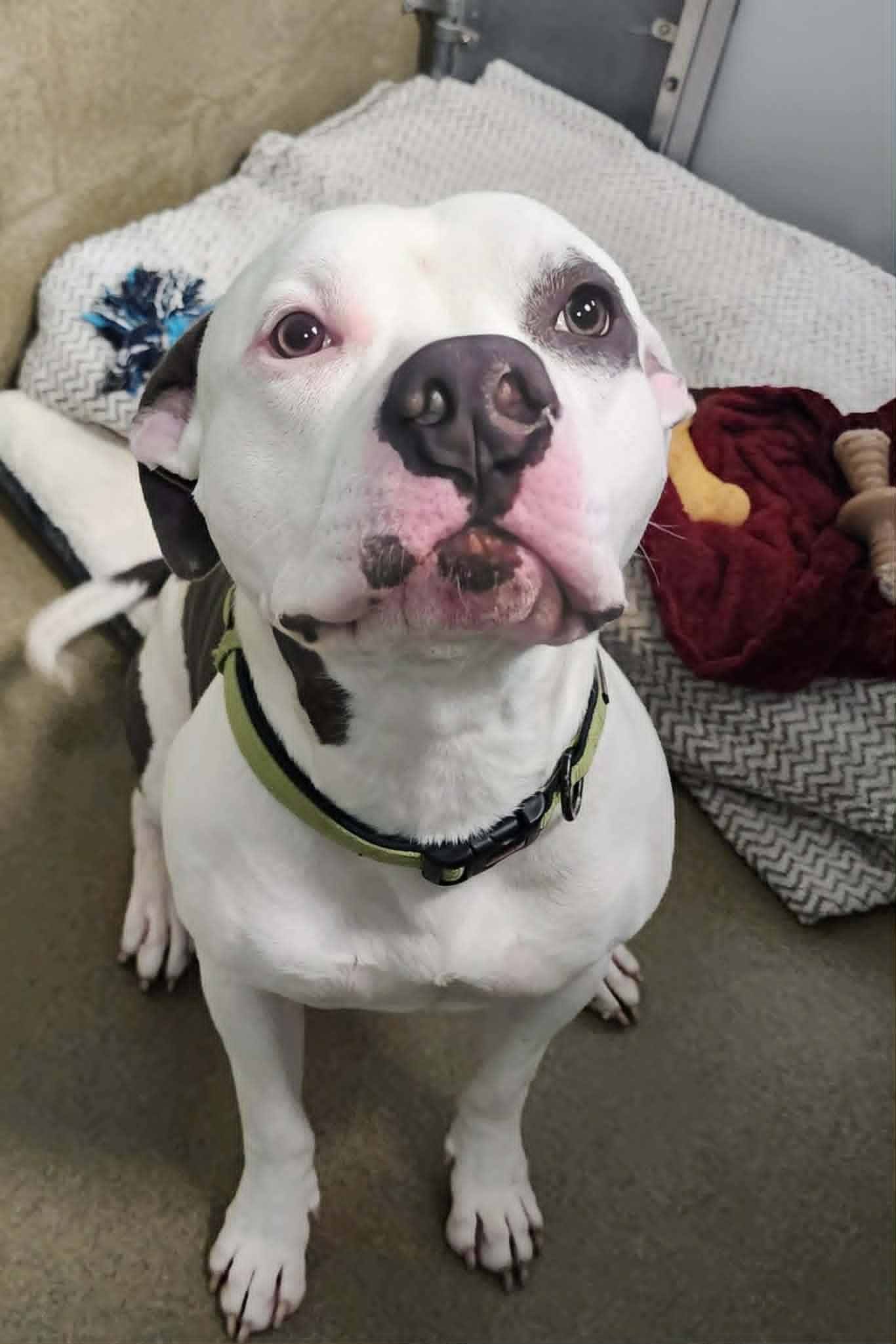 BUBBA, ADOPTABLE, Young Male Pit Bull Terrier.