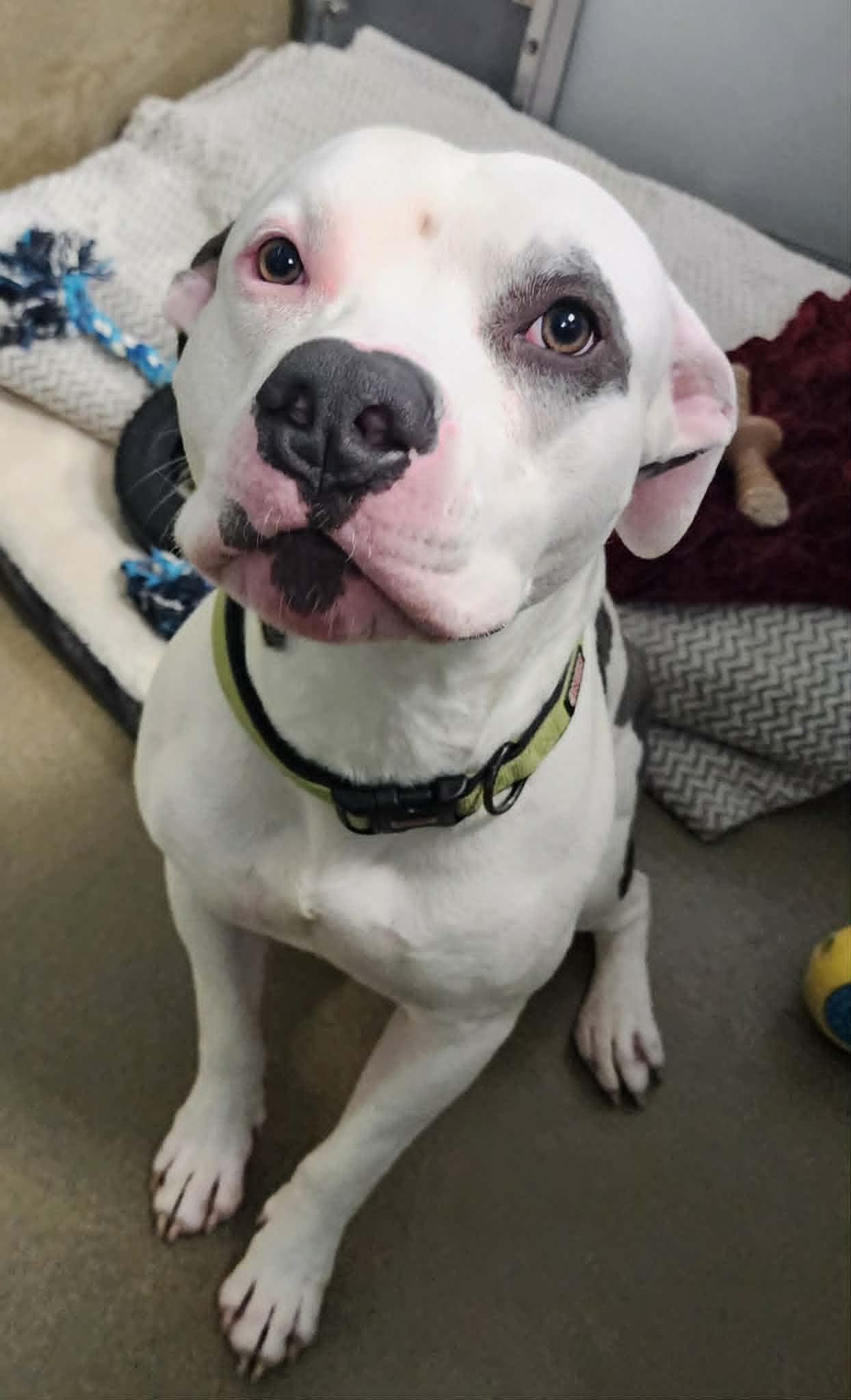 Enlarge BUBBA, a ADOPTABLE Pit Bull Terrier in Manassas, VA image 3/4