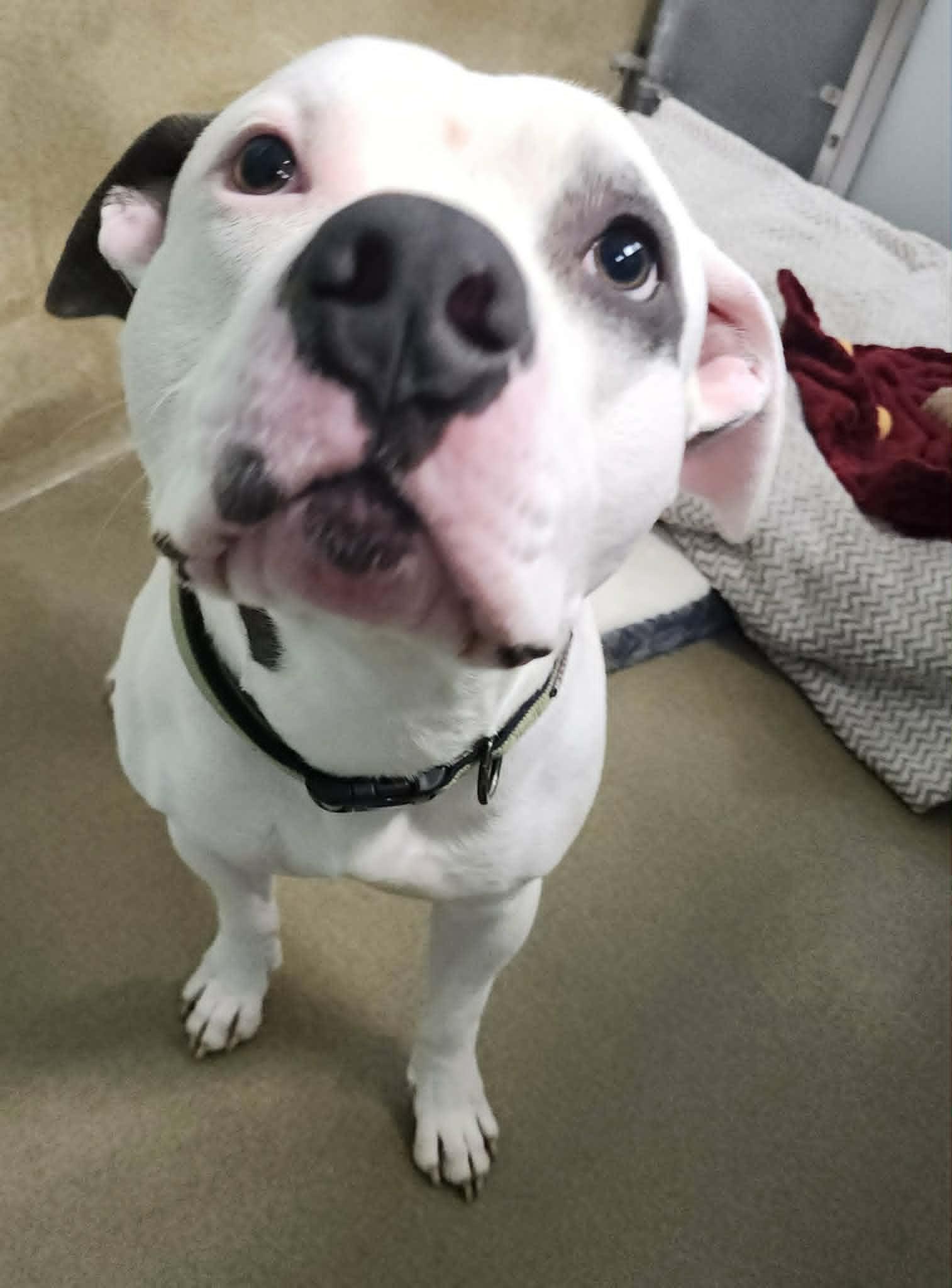 Enlarge BUBBA, a ADOPTABLE Pit Bull Terrier in Manassas, VA image 4/4