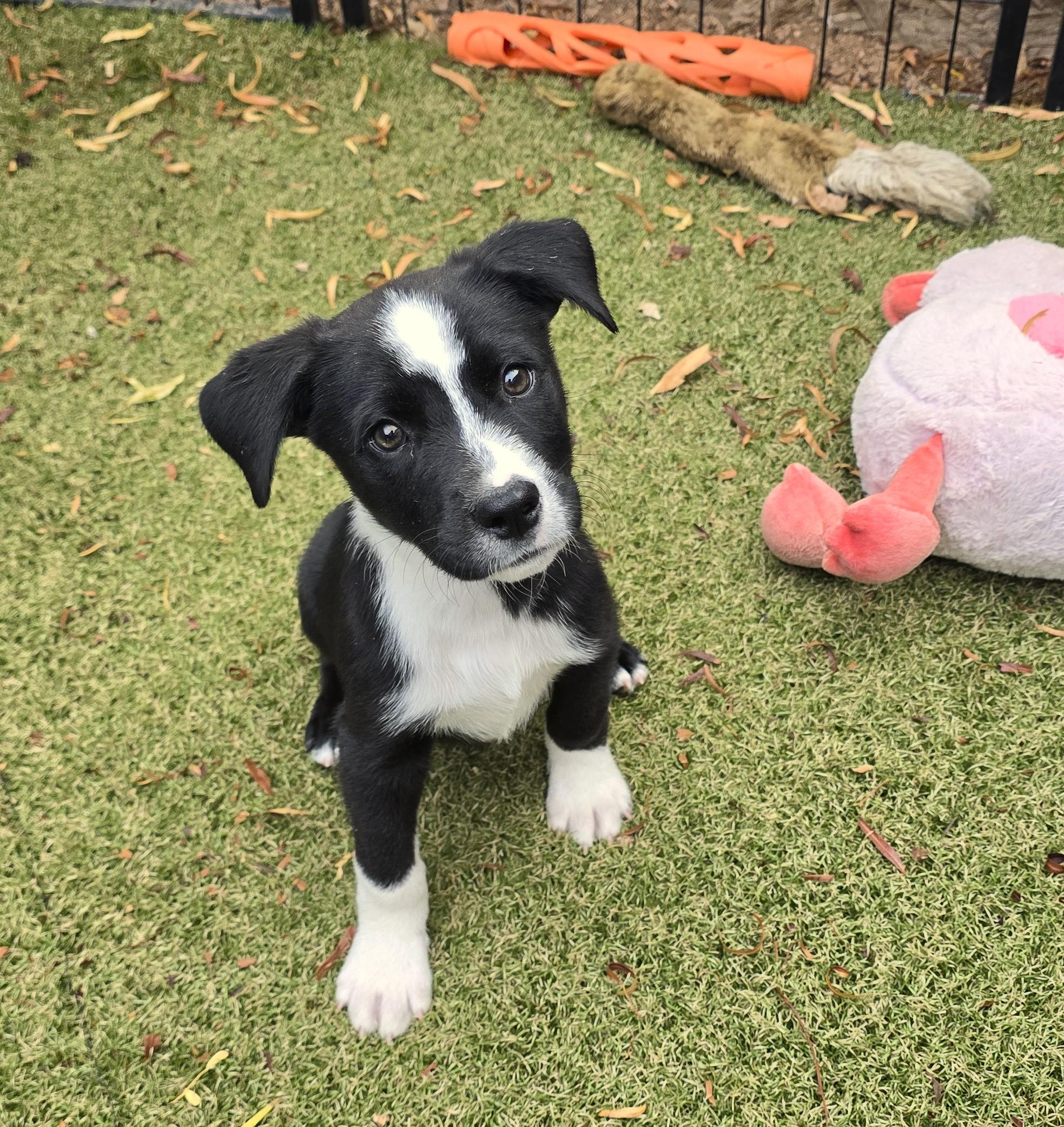 Niyol, adoptable, Puppy Male Border Collie & Labrador Retriever.