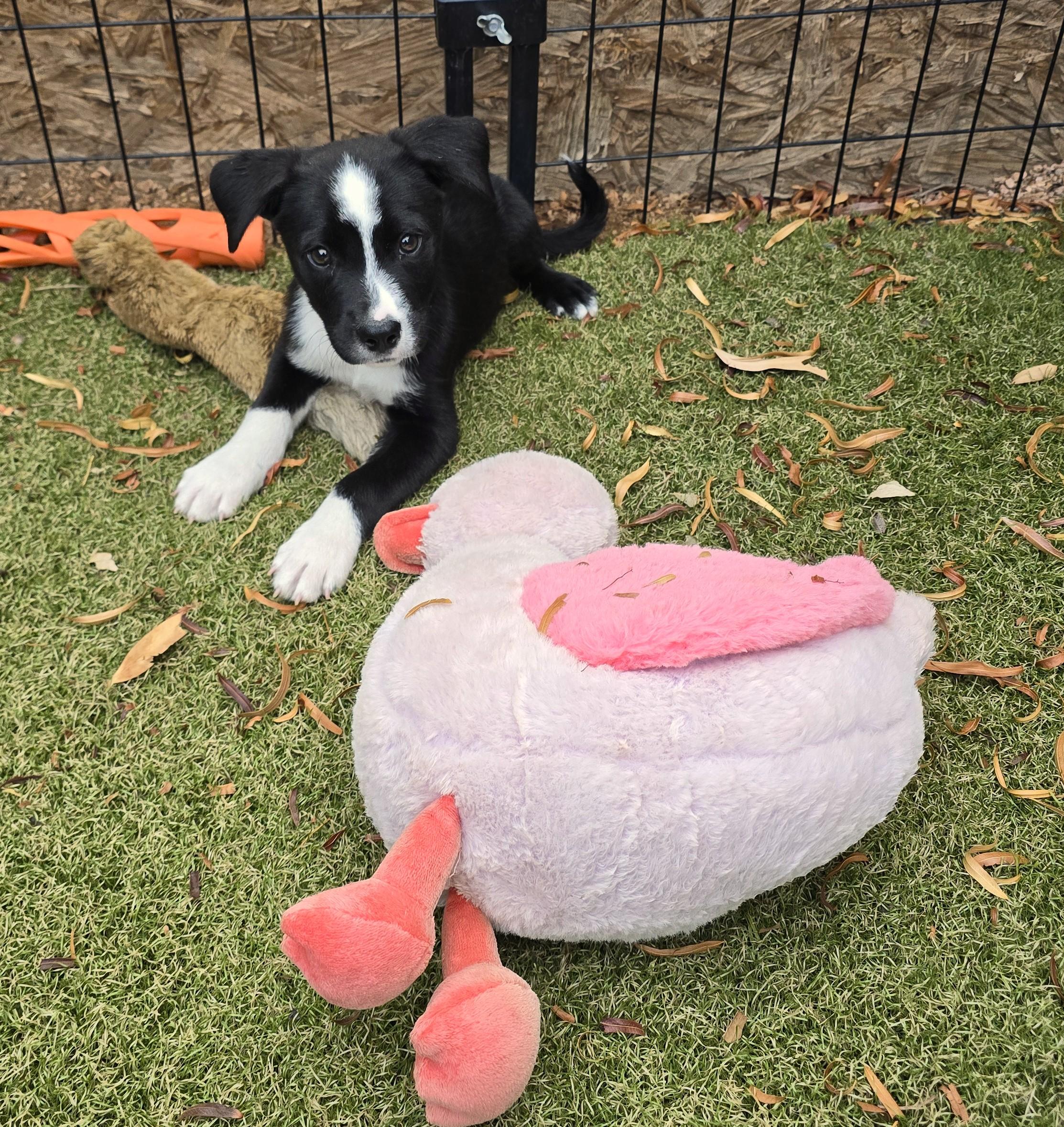 Enlarge Niyol, an adoptable mixed breed in Apache Junction, AZ image 5/5
