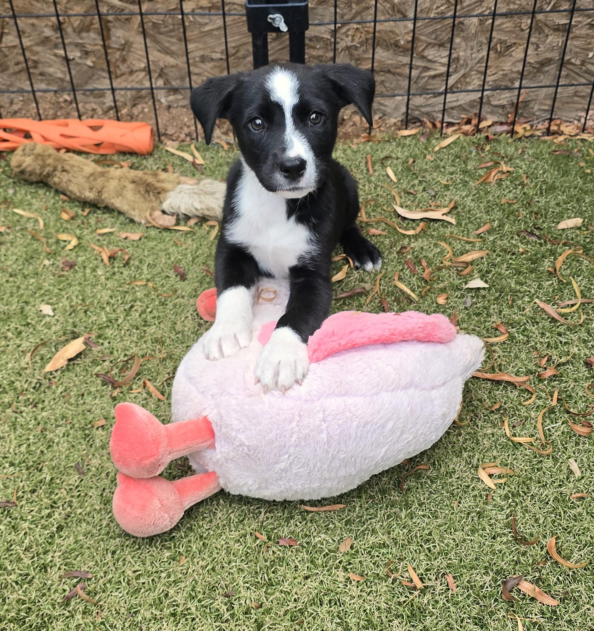 Enlarge Niyol, an adoptable mixed breed in Apache Junction, AZ image 2/5