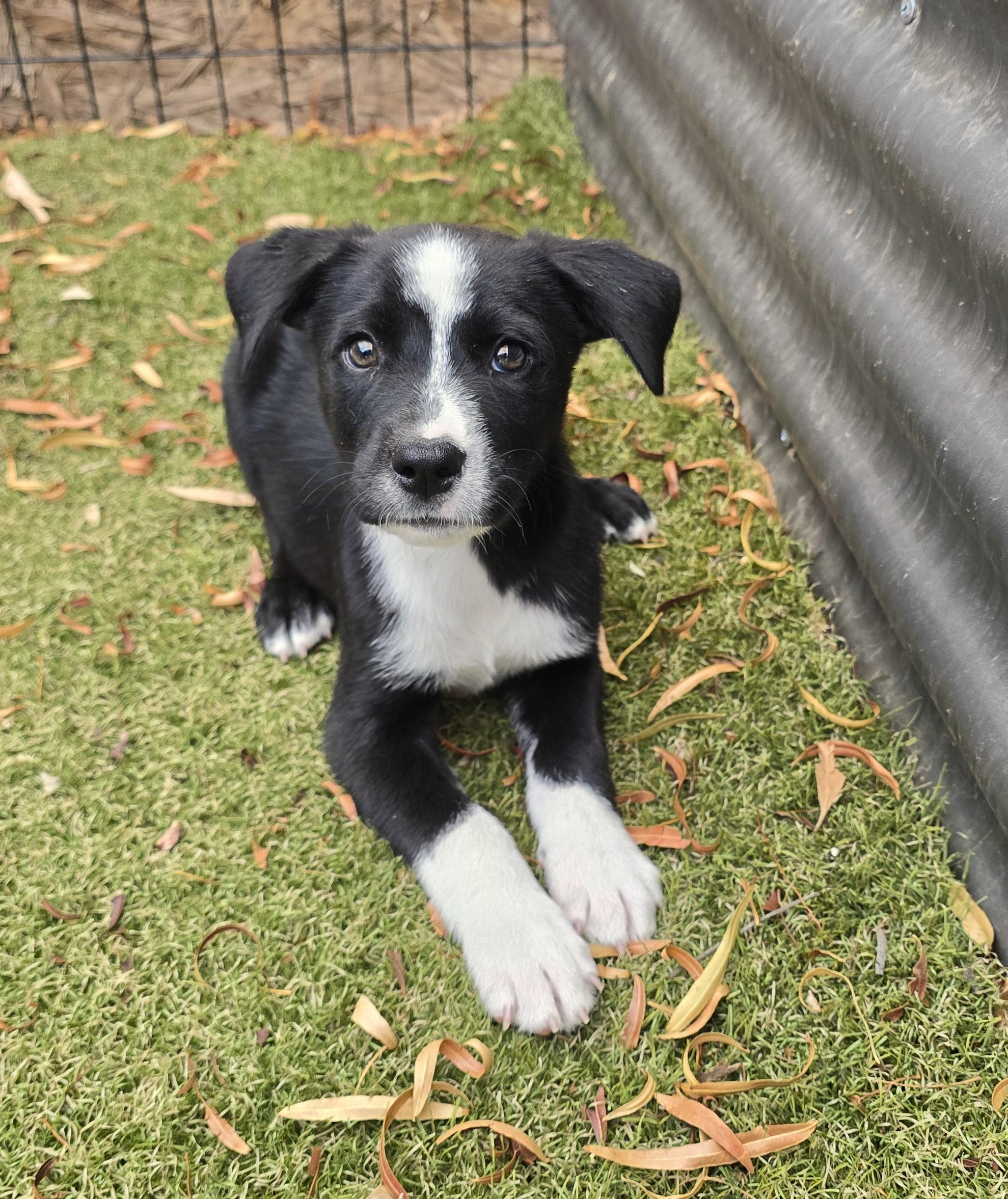 Enlarge Niyol, an adoptable mixed breed in Apache Junction, AZ image 3/5