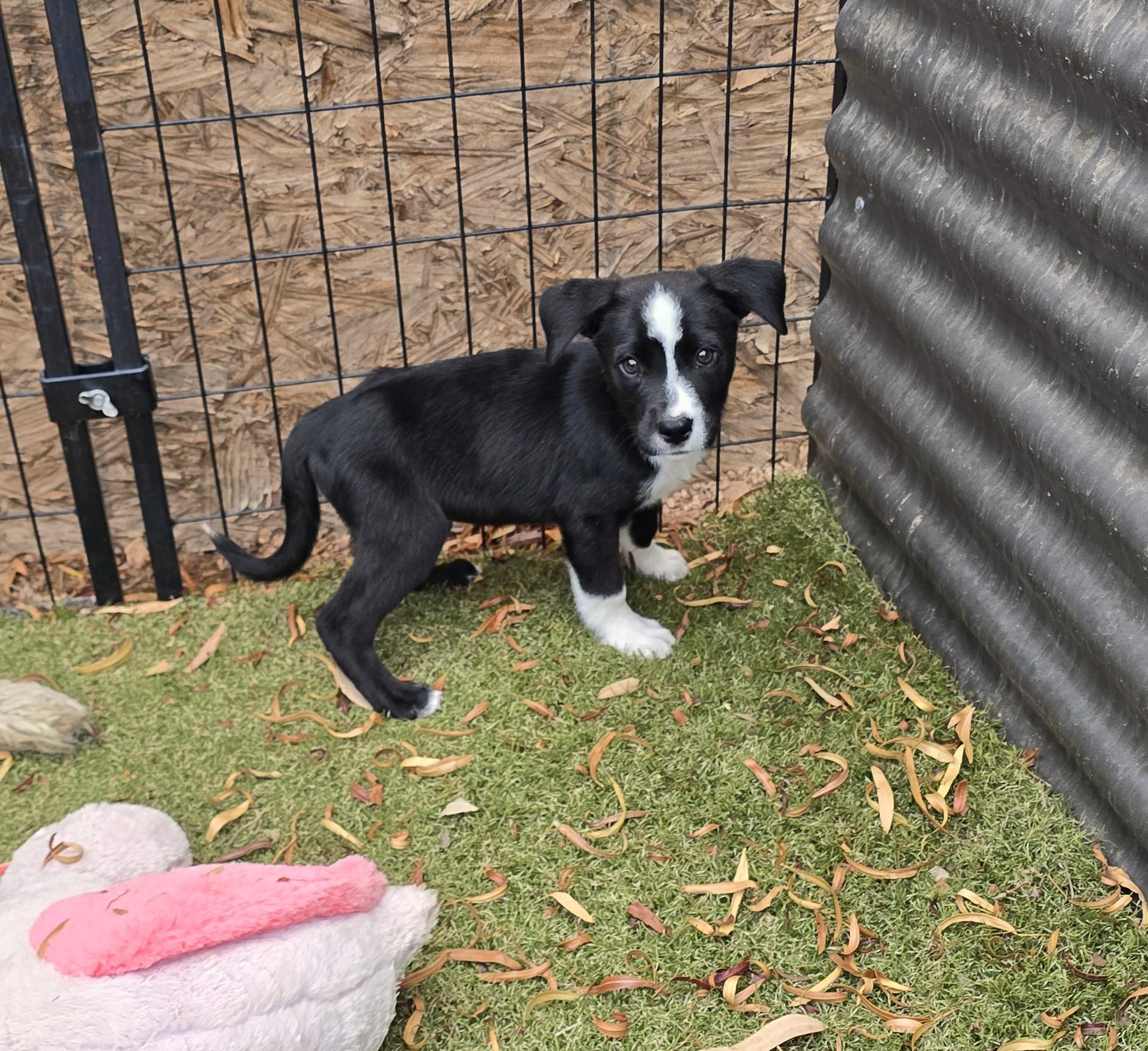 Enlarge Niyol, an adoptable mixed breed in Apache Junction, AZ image 4/5