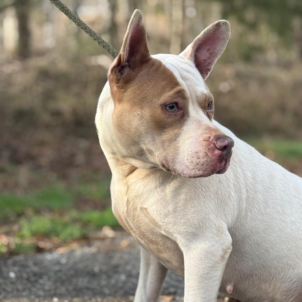 Story, Adoptable, Adult Female Mixed Breed.