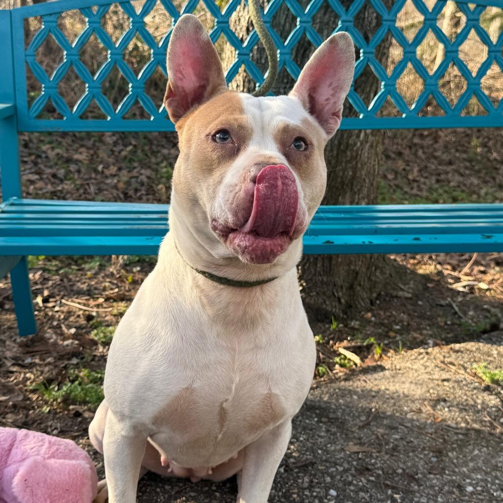 Enlarge Story, a Adoptable Mixed Breed in Monroeville, AL image 2/6