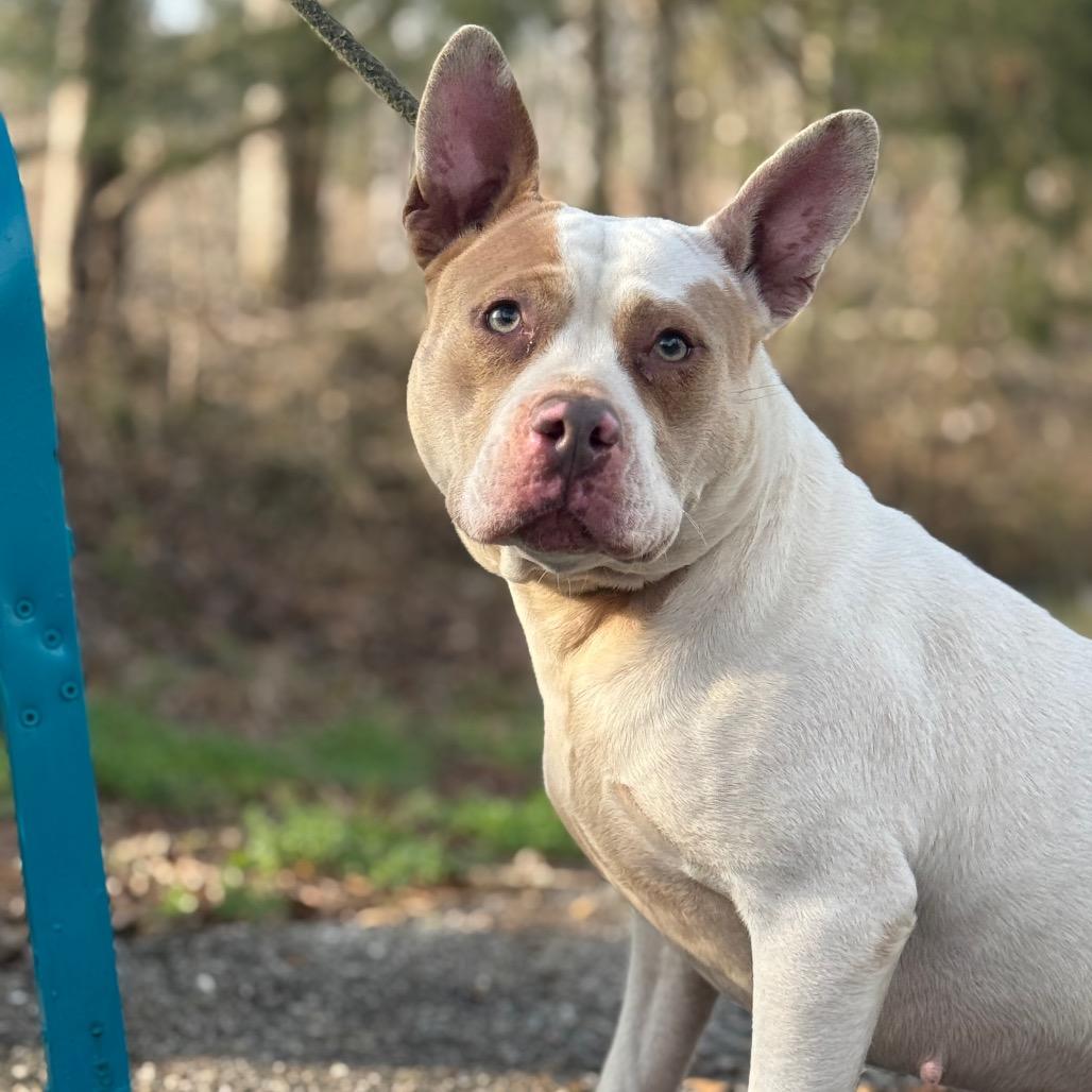 Enlarge Story, a Adoptable Mixed Breed in Monroeville, AL image 3/6