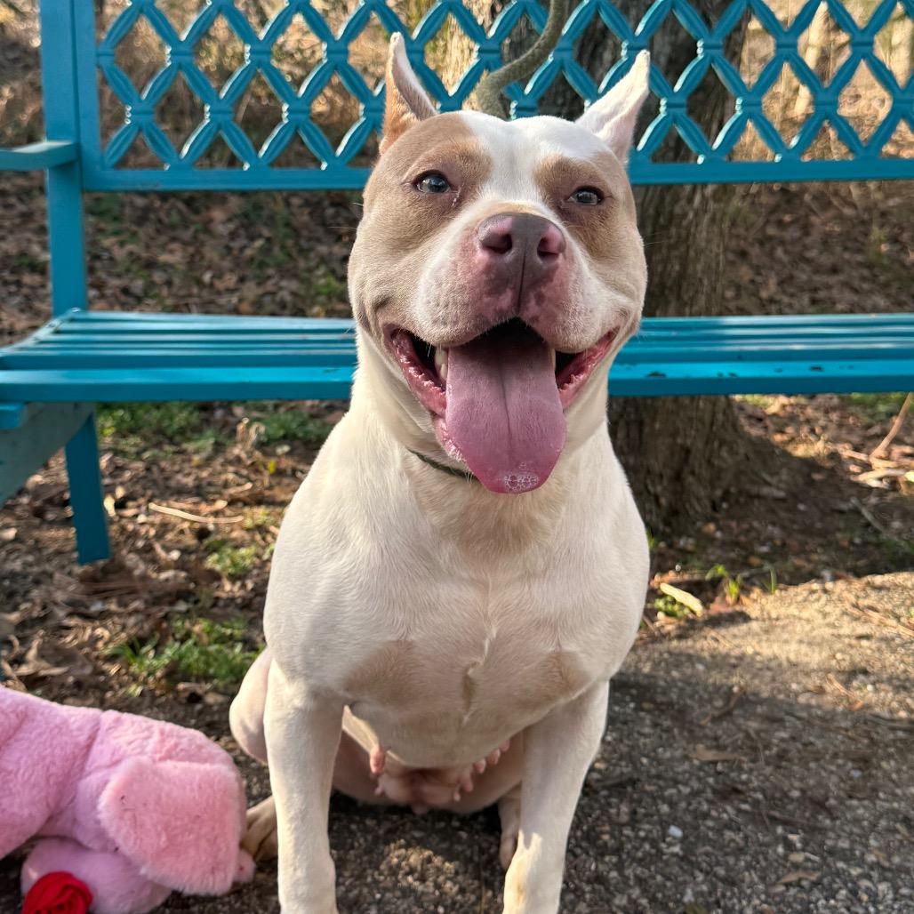 Enlarge Story, a Adoptable Mixed Breed in Monroeville, AL image 4/6