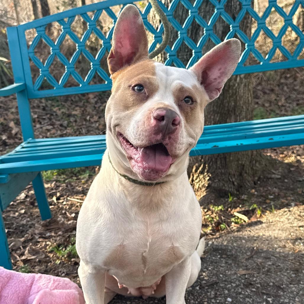 Enlarge Story, a Adoptable Mixed Breed in Monroeville, AL image 5/6