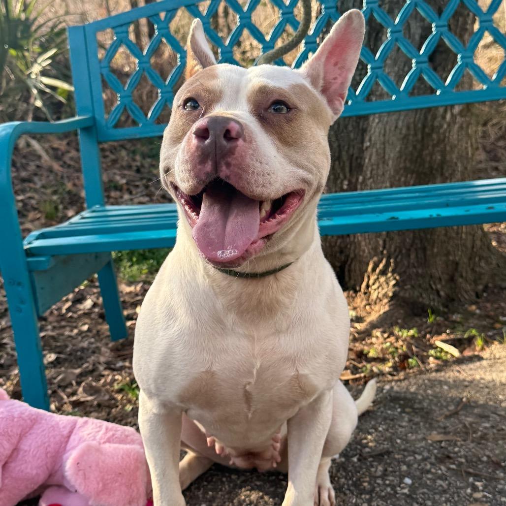 Enlarge Story, a Adoptable Mixed Breed in Monroeville, AL image 6/6