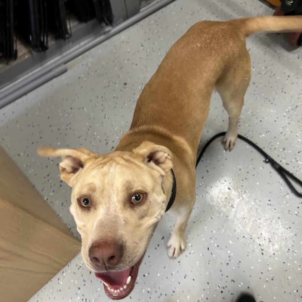 Nero, Adoptable, Young Male Terrier & Labrador Retriever.