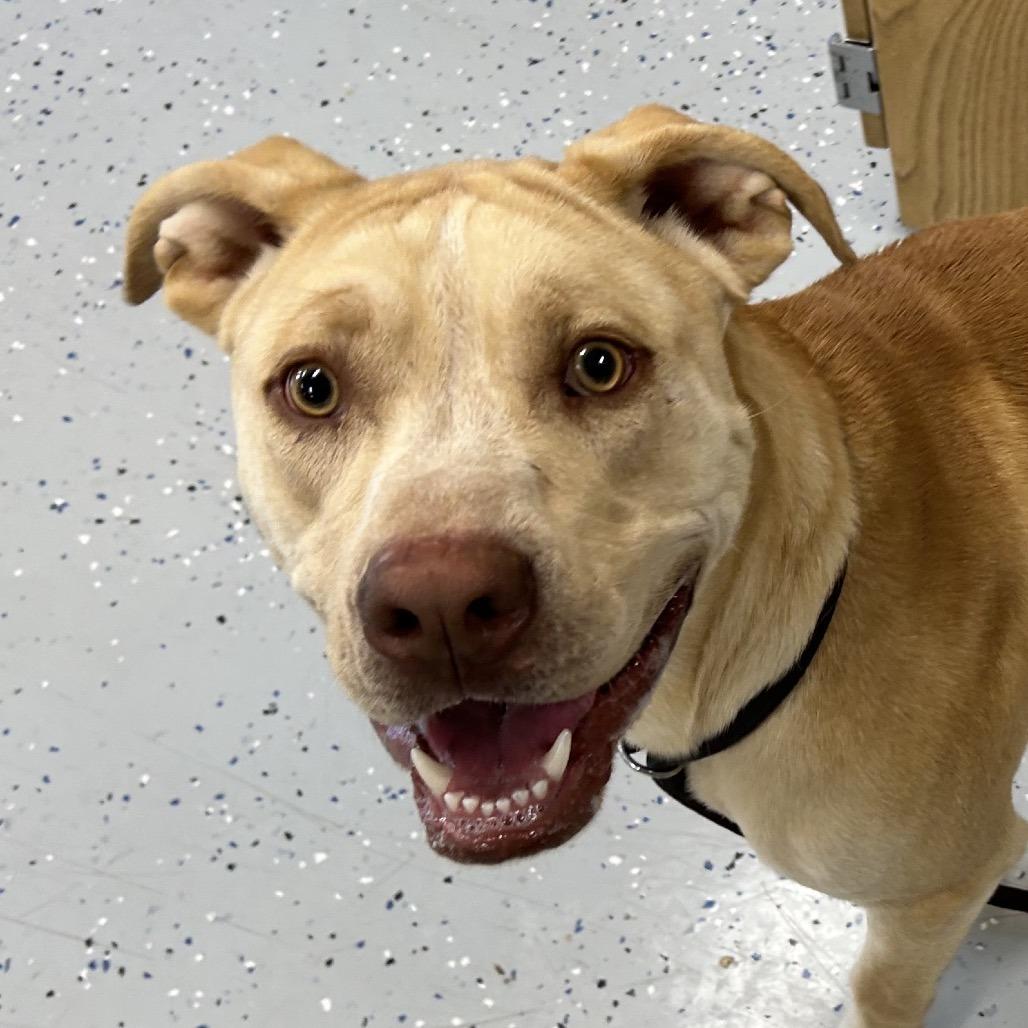 Enlarge Nero, a Adoptable mixed breed in Marion, VA image 2/6