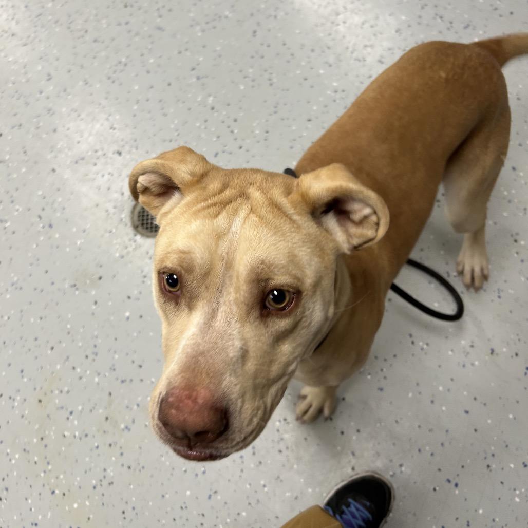 Enlarge Nero, a Adoptable mixed breed in Marion, VA image 1/6