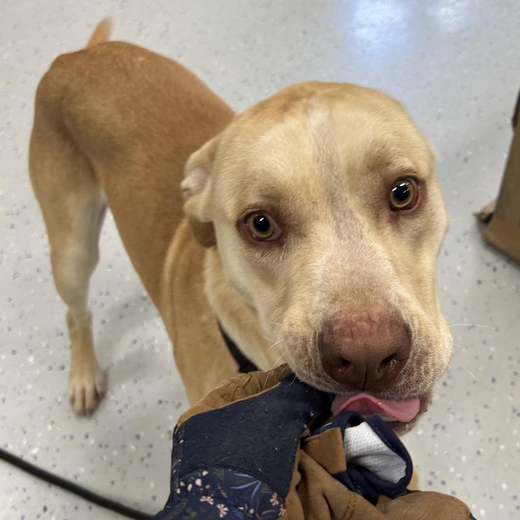 Enlarge Nero, a Adoptable mixed breed in Marion, VA image 2/6