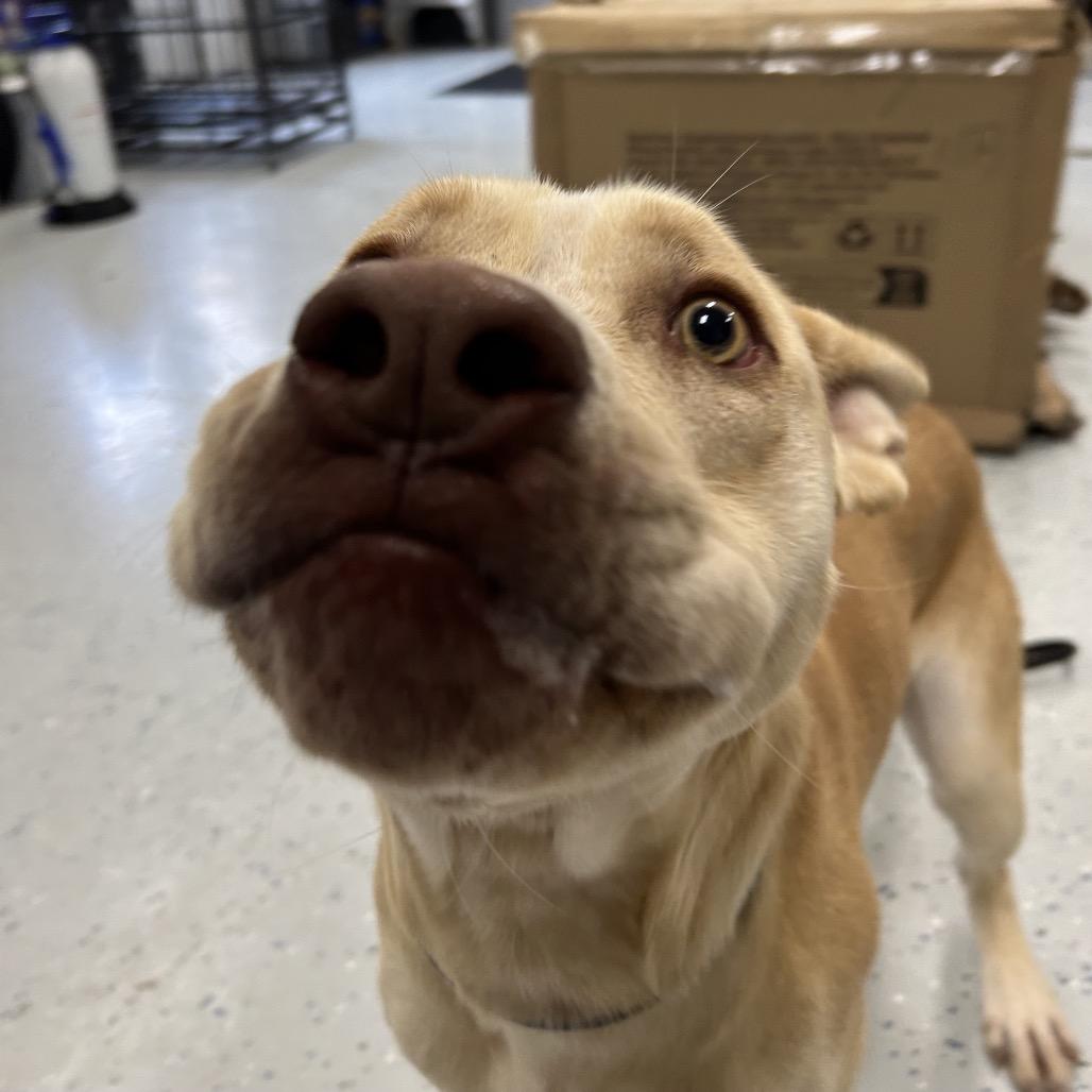 Enlarge Nero, a Adoptable mixed breed in Marion, VA image 5/6