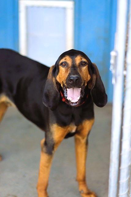 Rusty, Adoptable, Adult Male Bloodhound.