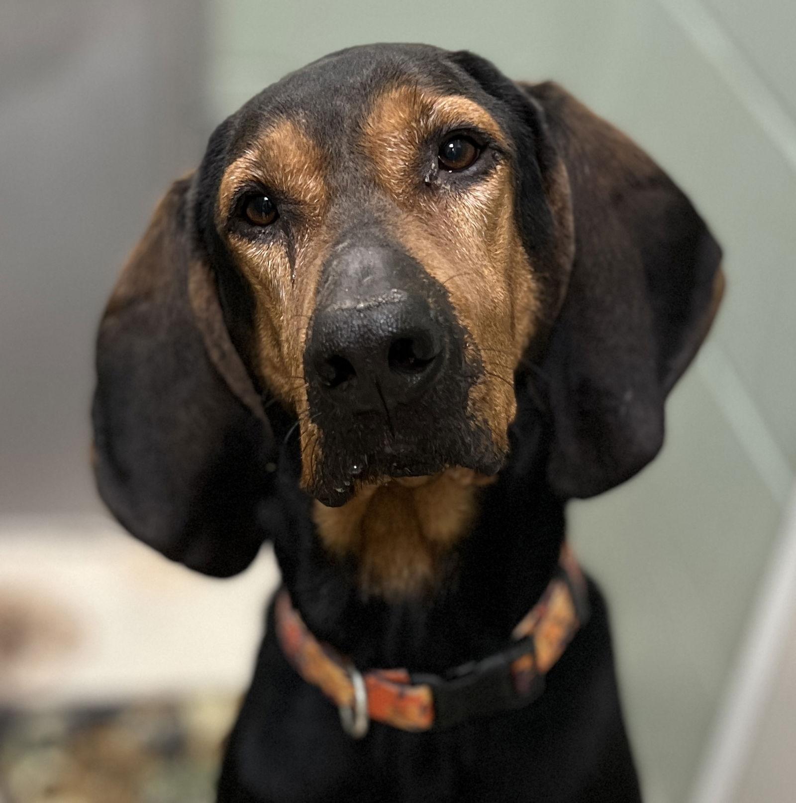 Enlarge Rusty, a Adoptable Bloodhound in Webster, WI image 2/3