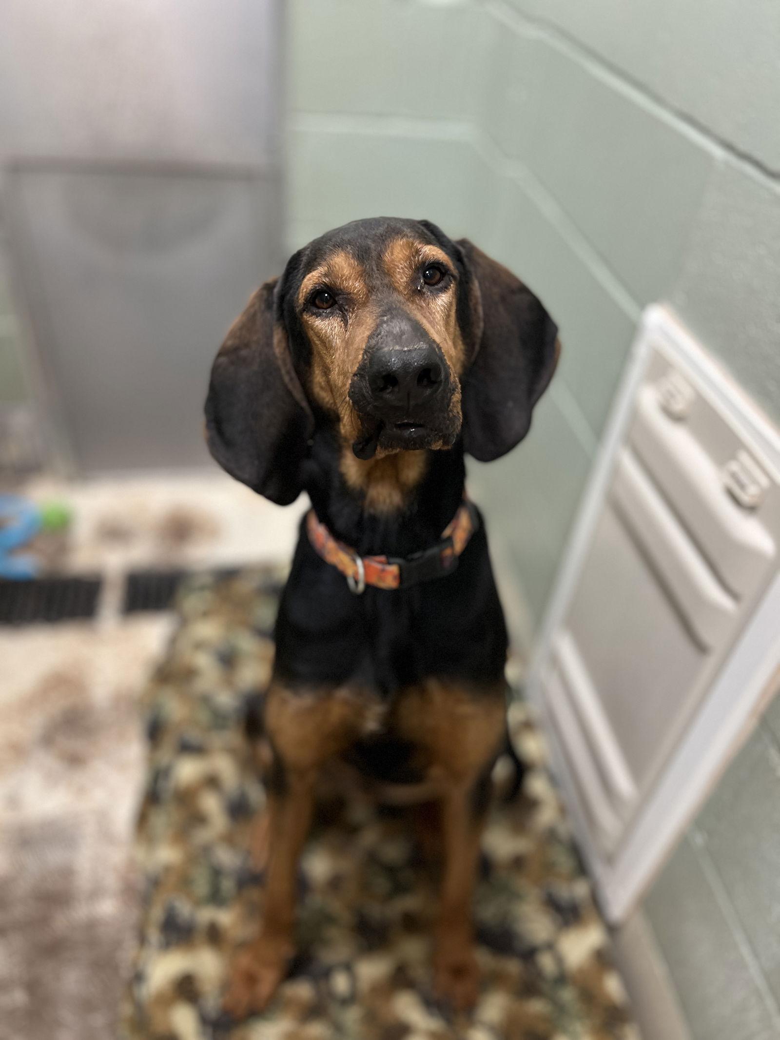 Enlarge Rusty, a Adoptable Bloodhound in Webster, WI image 3/3