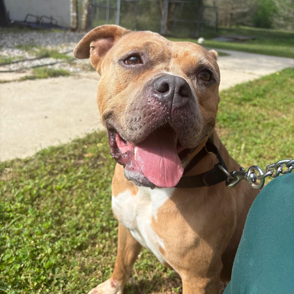 Coco 28185, Adoptable, Adult Female Mixed Breed.