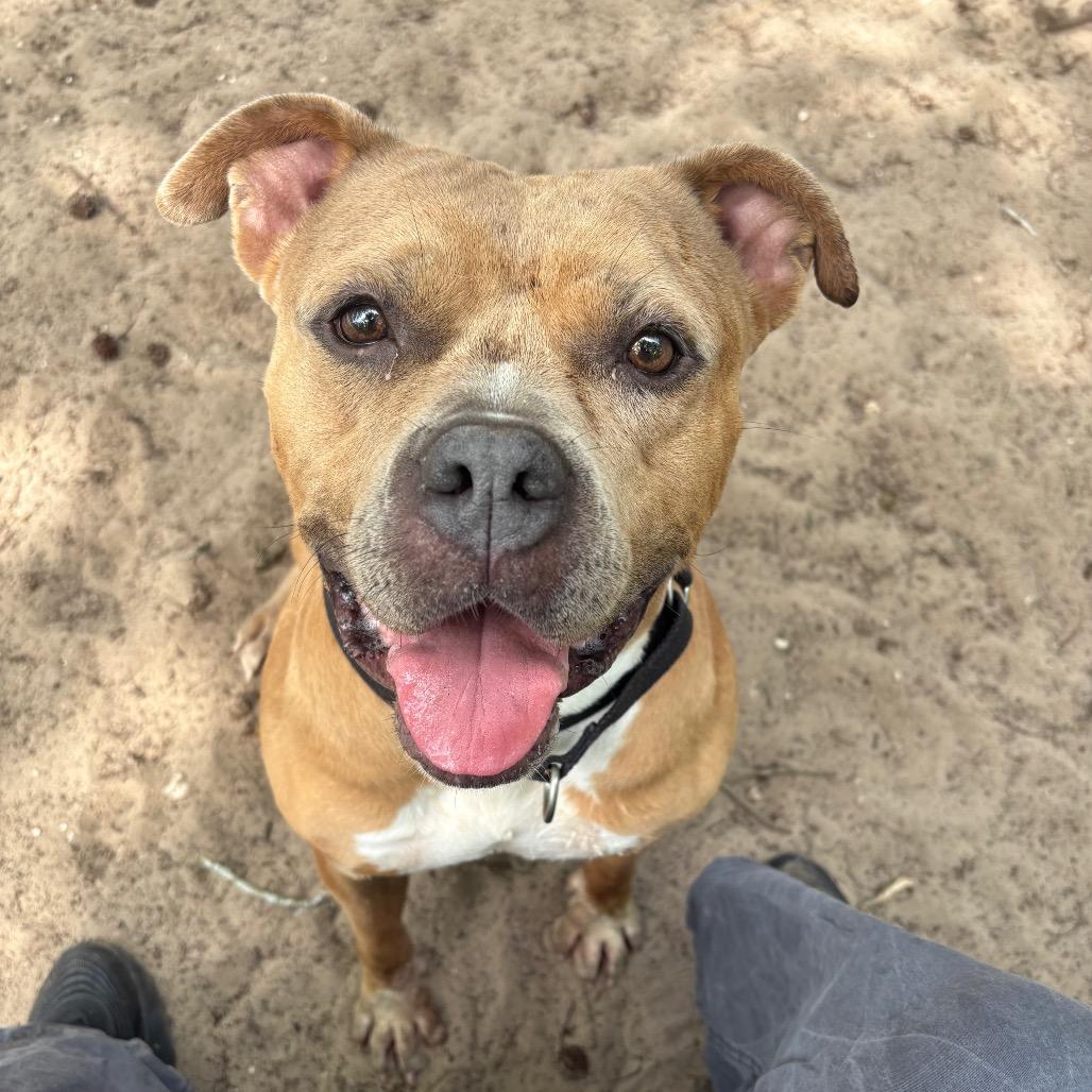 Enlarge Coco 28185, a Adoptable Mixed Breed in Middleburg, FL image 1/6