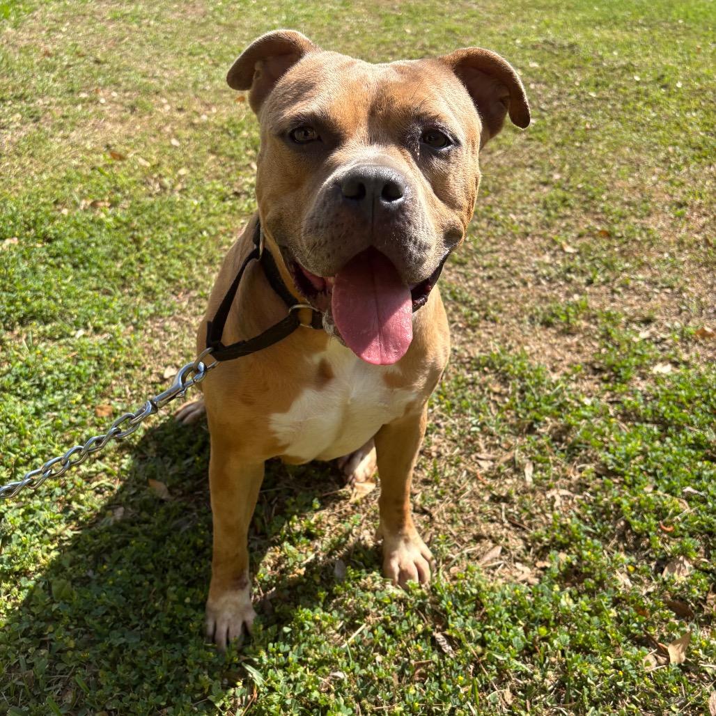 Enlarge Coco 28185, a Adoptable Mixed Breed in Middleburg, FL image 5/6