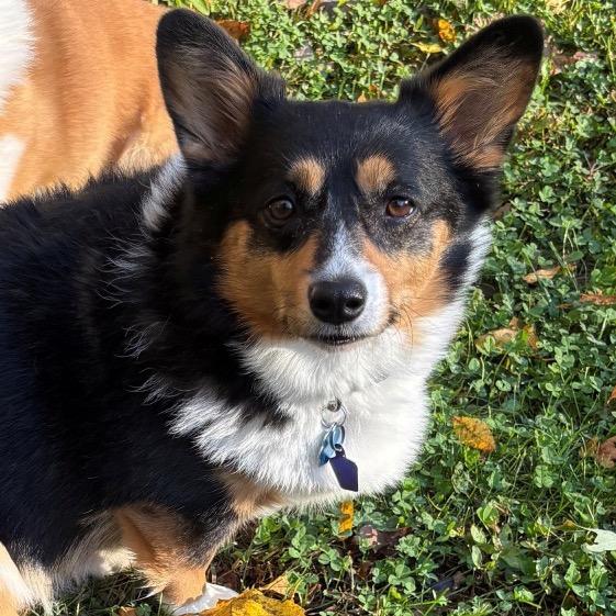 Willow with Winston — thumbnail 3