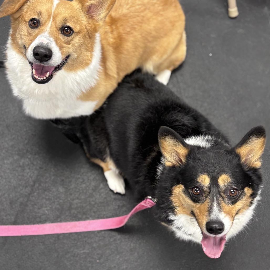 Willow with Winston — thumbnail 4