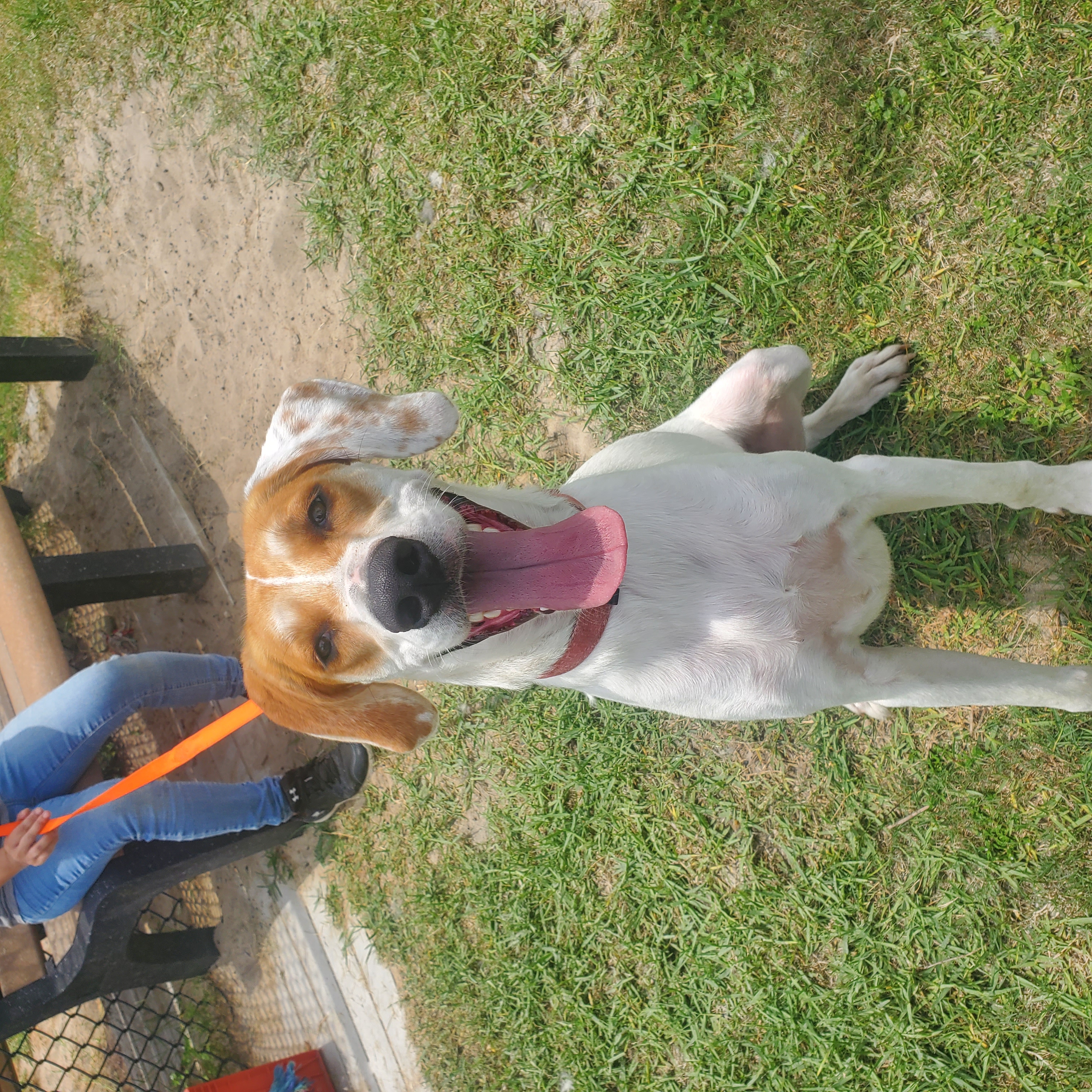 Enlarge Radar, a Adopted mixed breed in Lynn Haven, FL image 1/4