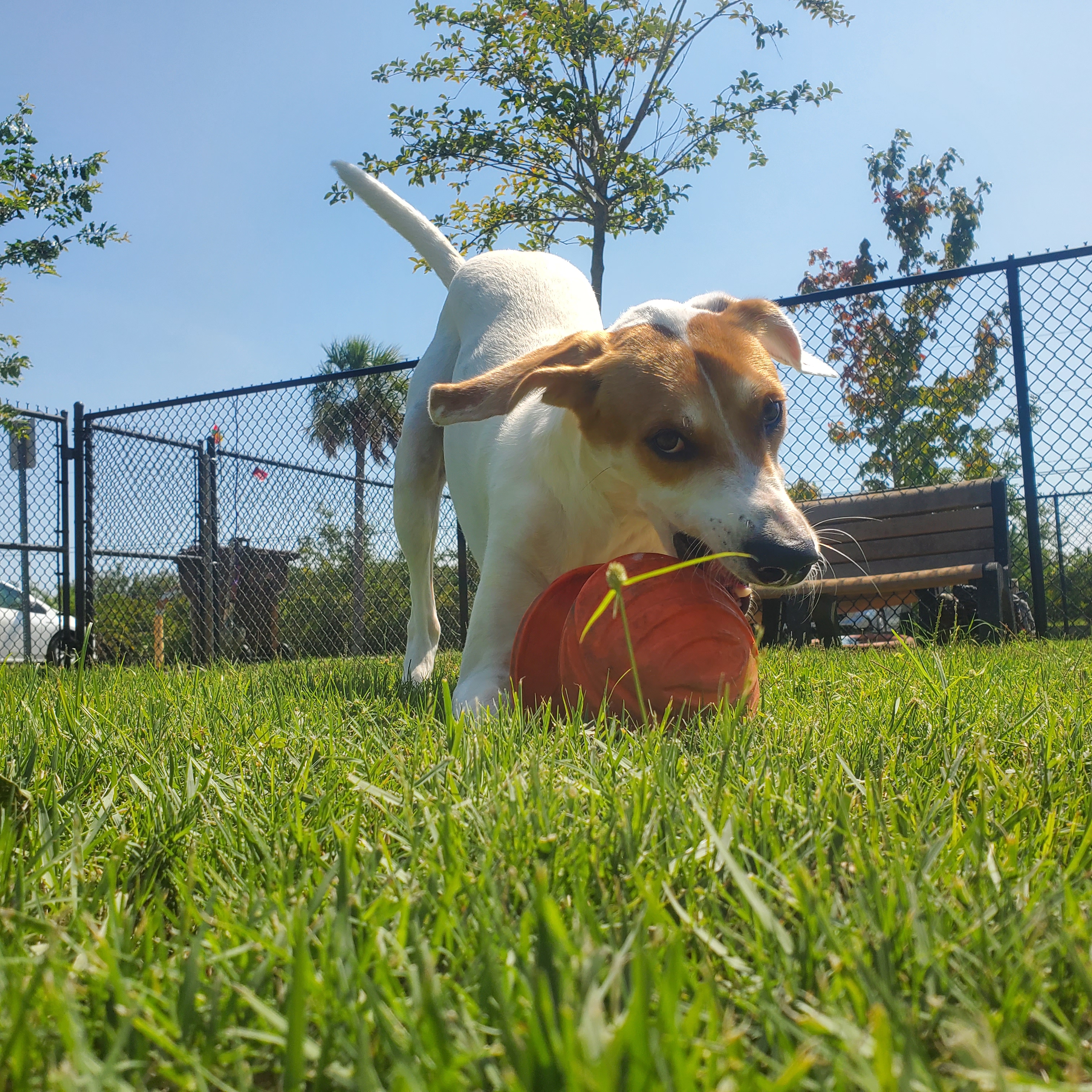 Enlarge Radar, a Adopted mixed breed in Lynn Haven, FL image 3/4