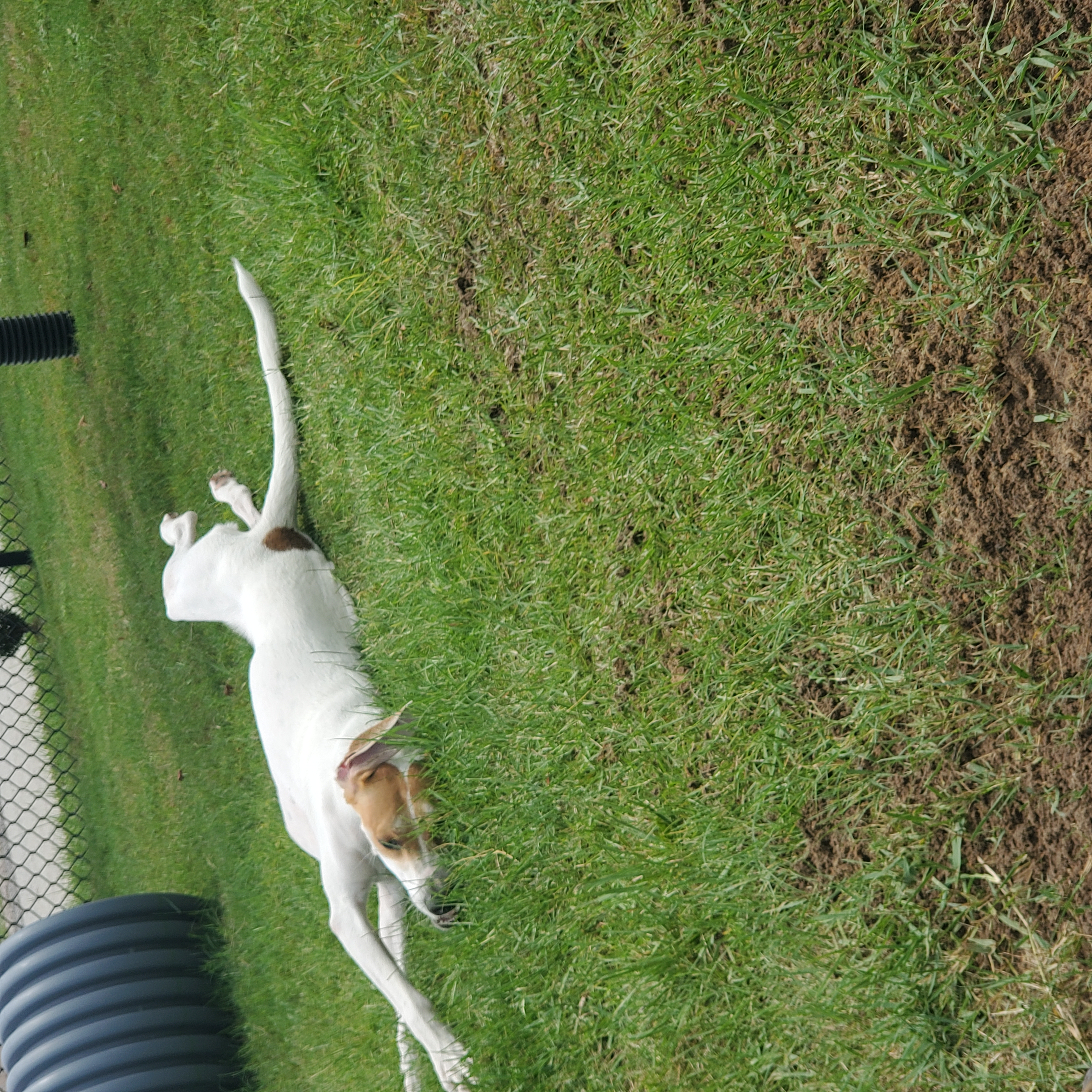 Radar, Adopted, Young Male American Foxhound & Treeing Walker Coonhound.
