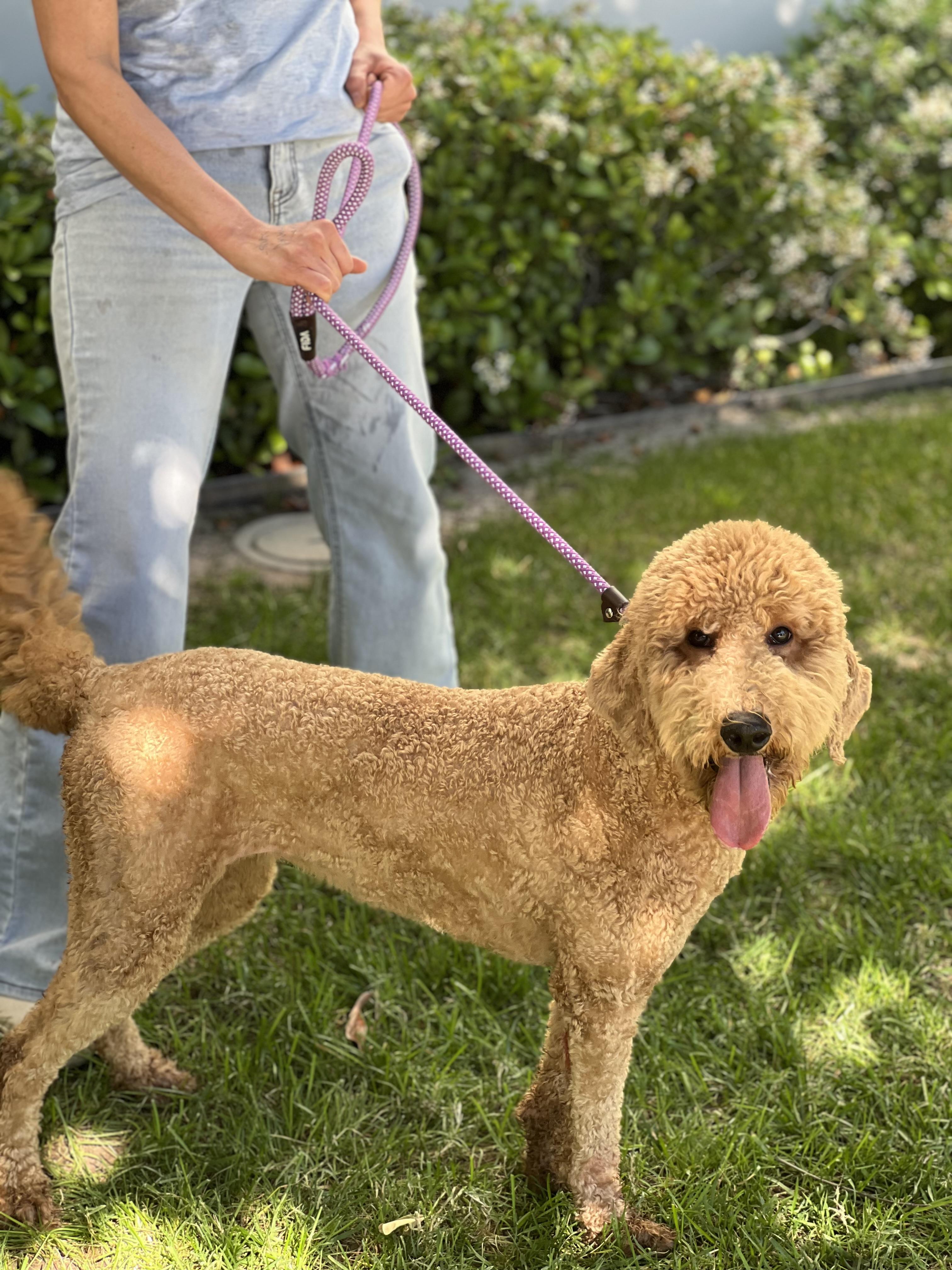 Peaches~ spunky purebred, adopted, Puppy Female Goldendoodle.