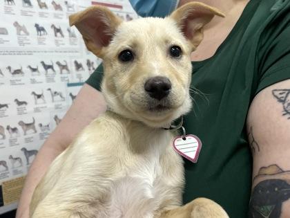 Enlarge Cutie Pie, a Adoptable mixed breed in Boulder, CO image 1/1