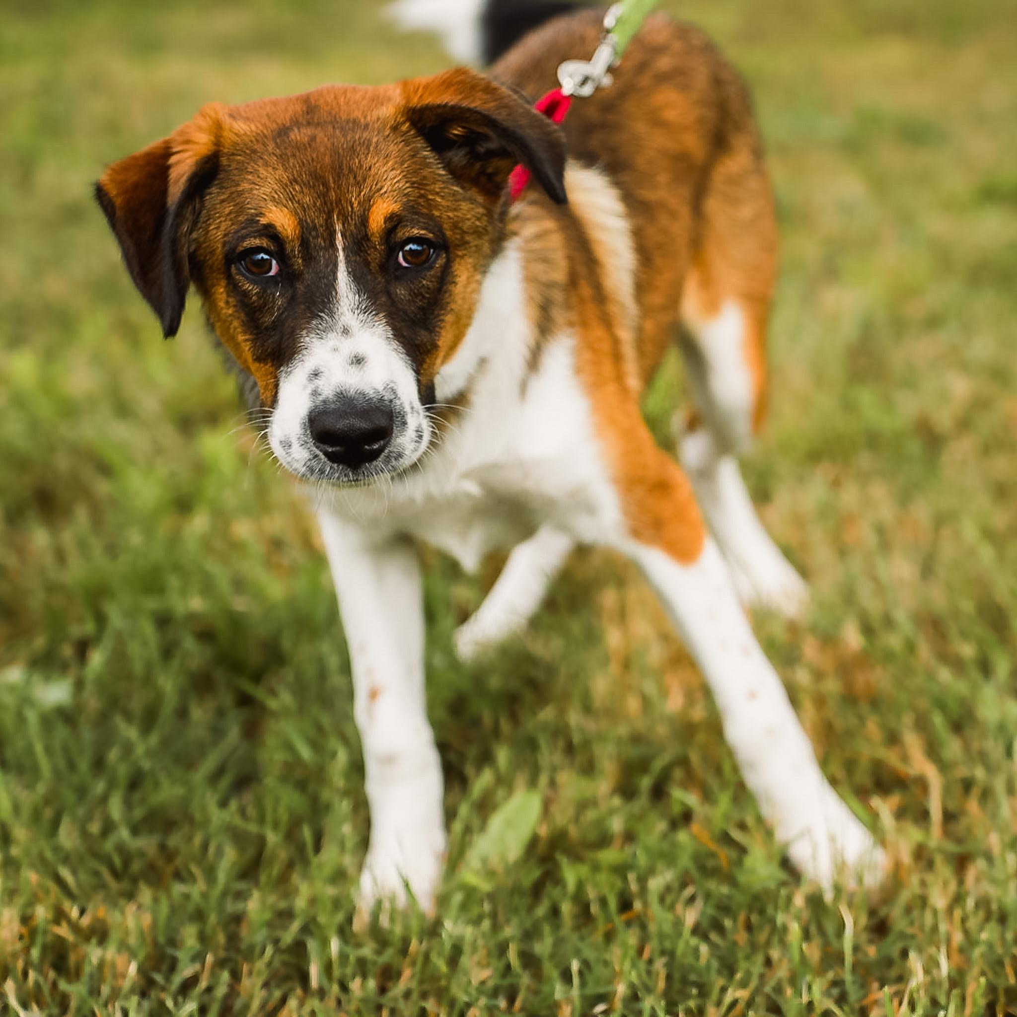 Enlarge Gracie, an adoptable mixed breed in Argyle, TX image 2/4