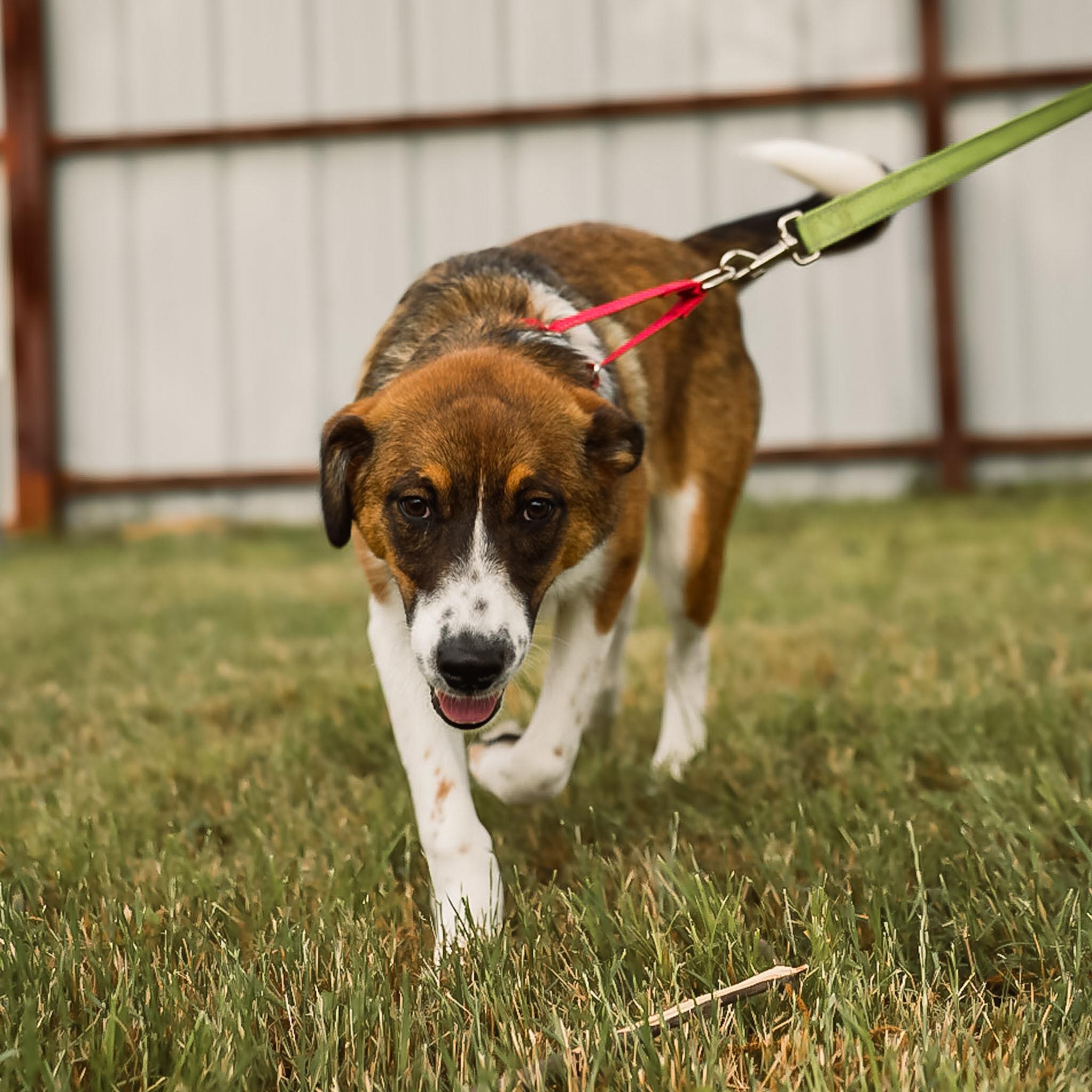 Enlarge Gracie, an adoptable mixed breed in Argyle, TX image 3/4