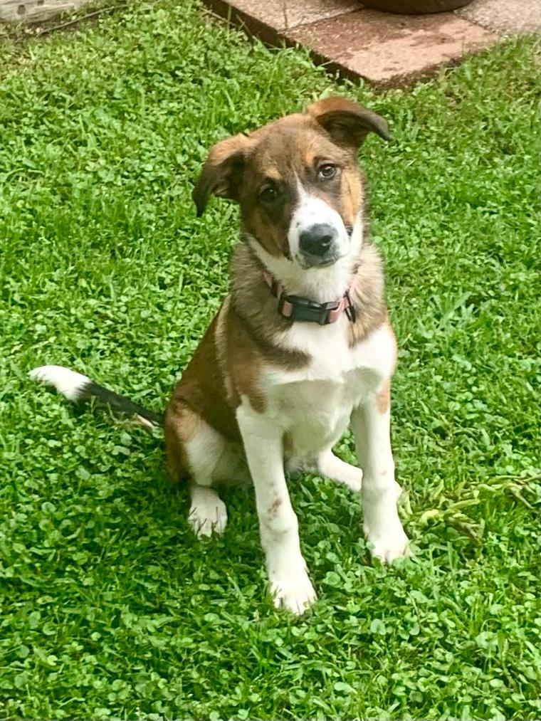 Enlarge Gracie, an adoptable mixed breed in Argyle, TX image 4/4