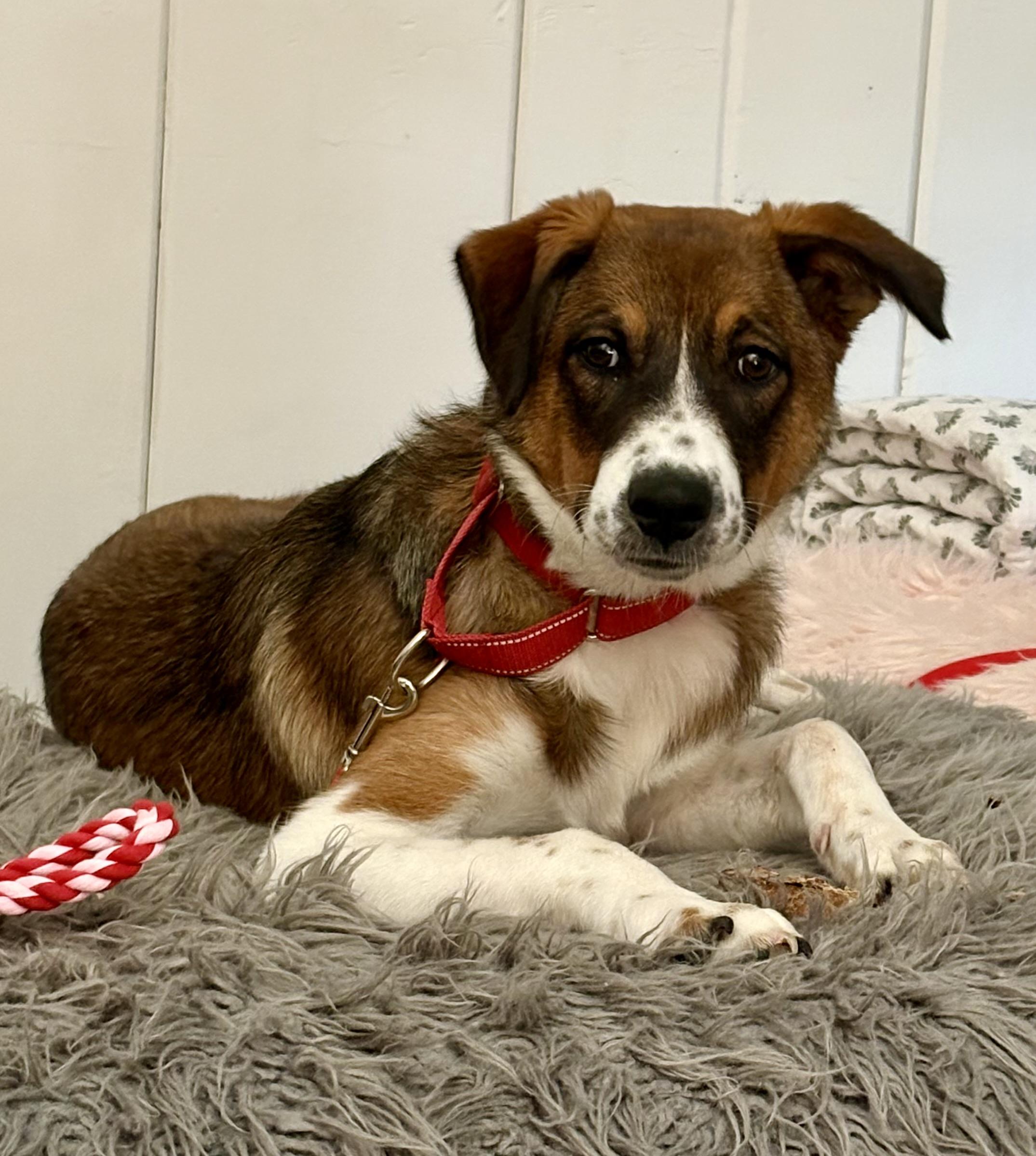 Gracie, adoptable, Young Female Australian Cattle Dog / Blue Heeler & Labrador Retriever.