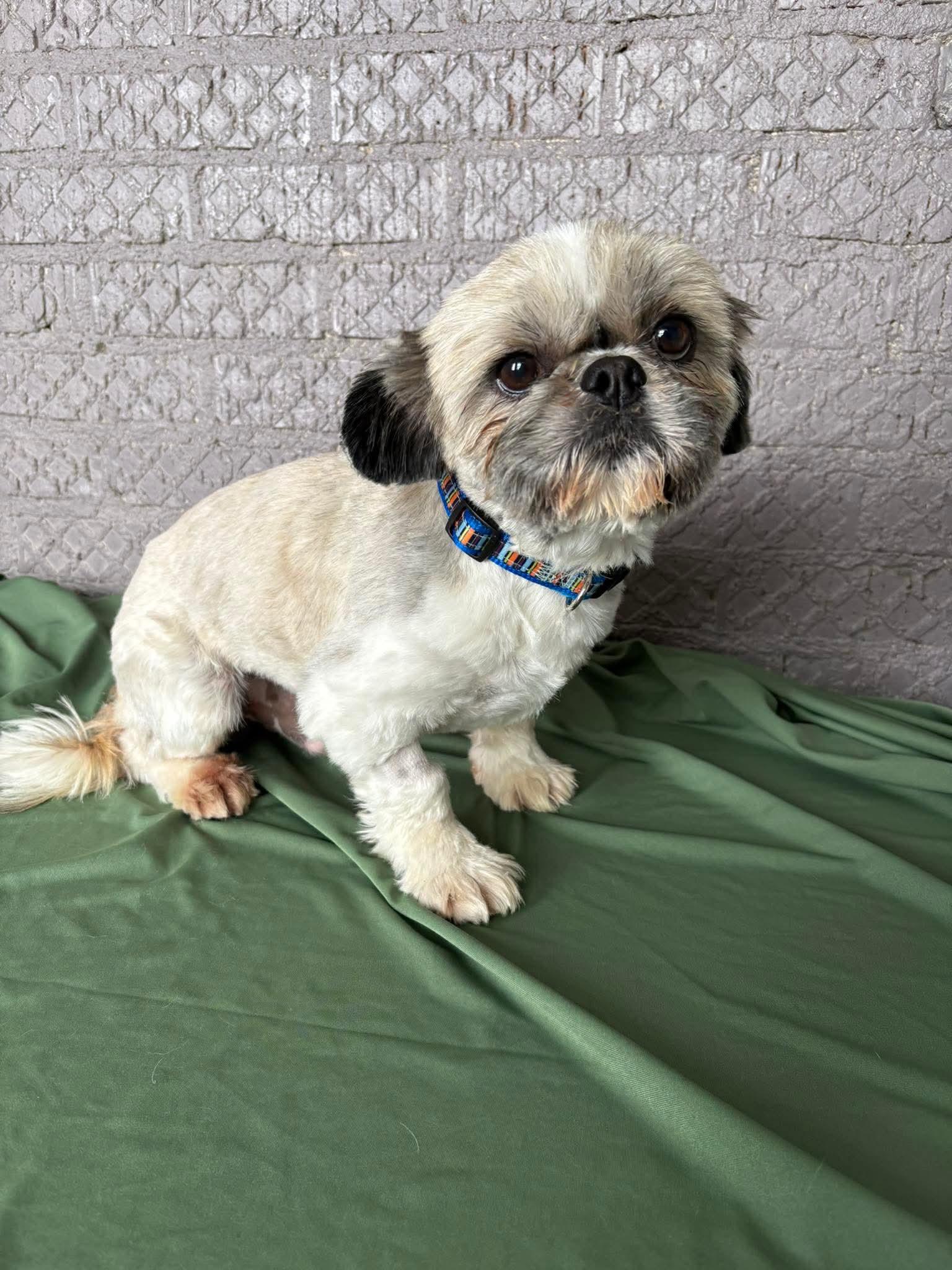 Enlarge Teddy, a Adoptable mixed breed in Warsaw, IN image 1/1