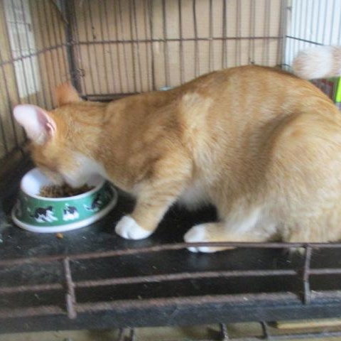 Enlarge BIG LOVER-adopted 8-9-25, a Adopted Domestic Short Hair in Detroit, MI image 1/2